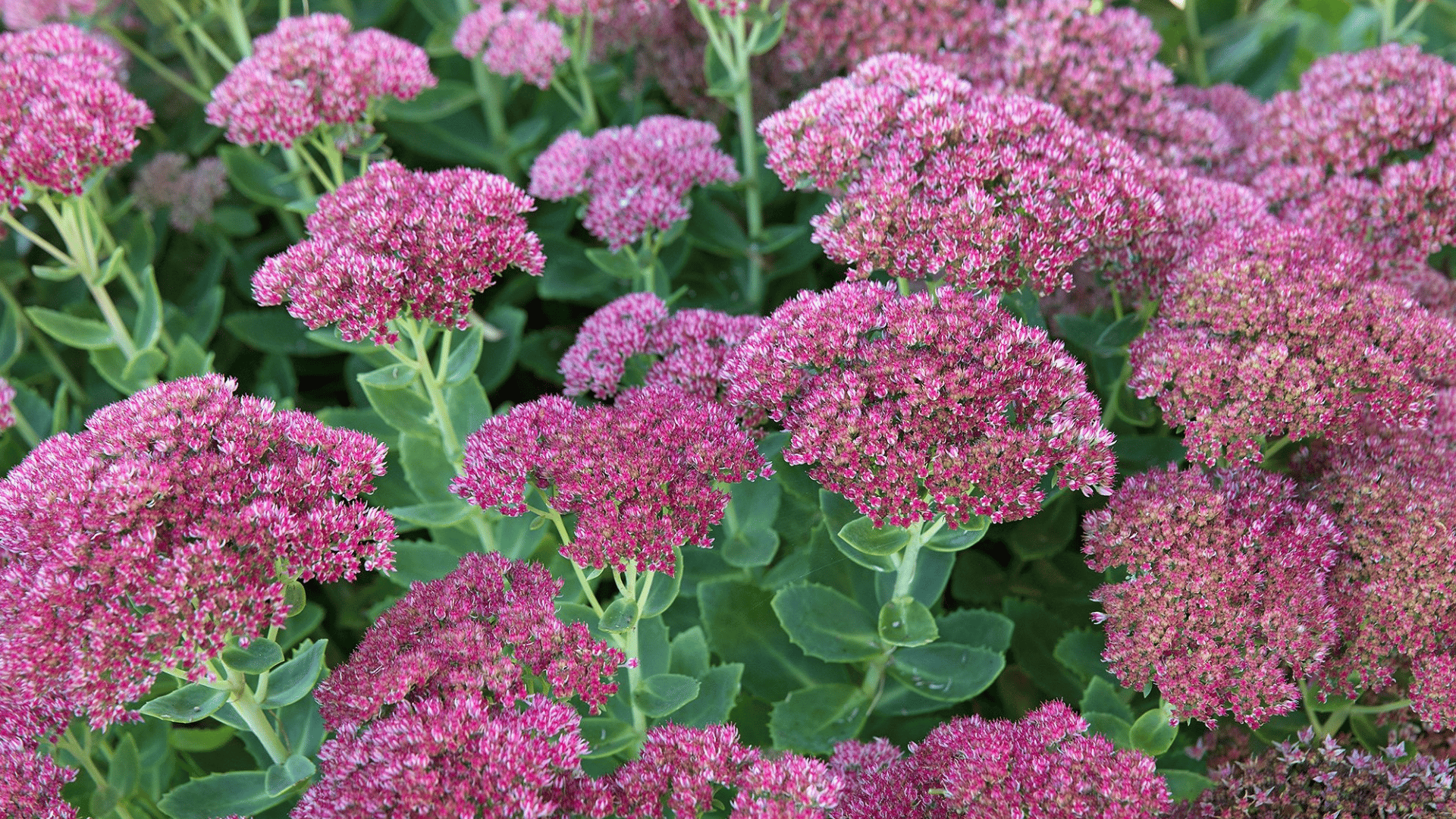 clusters of pink sedum flowers blooming above thick green succulent leaves creating a dense colorful garden display