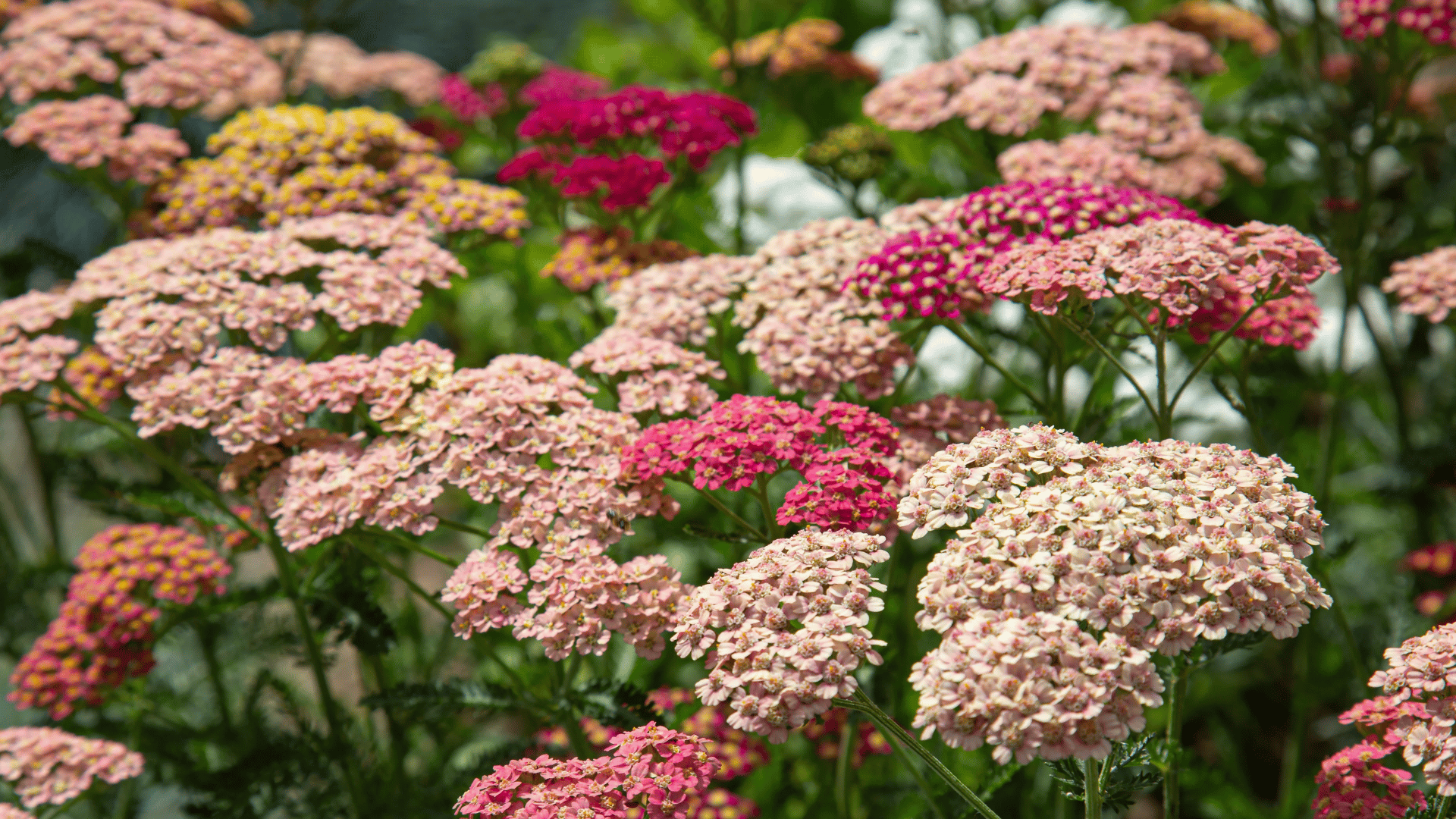 clusters of pink white and deep rose yarrow flowers blooming in a lush garden with green foliage and softly blurred flowers behind