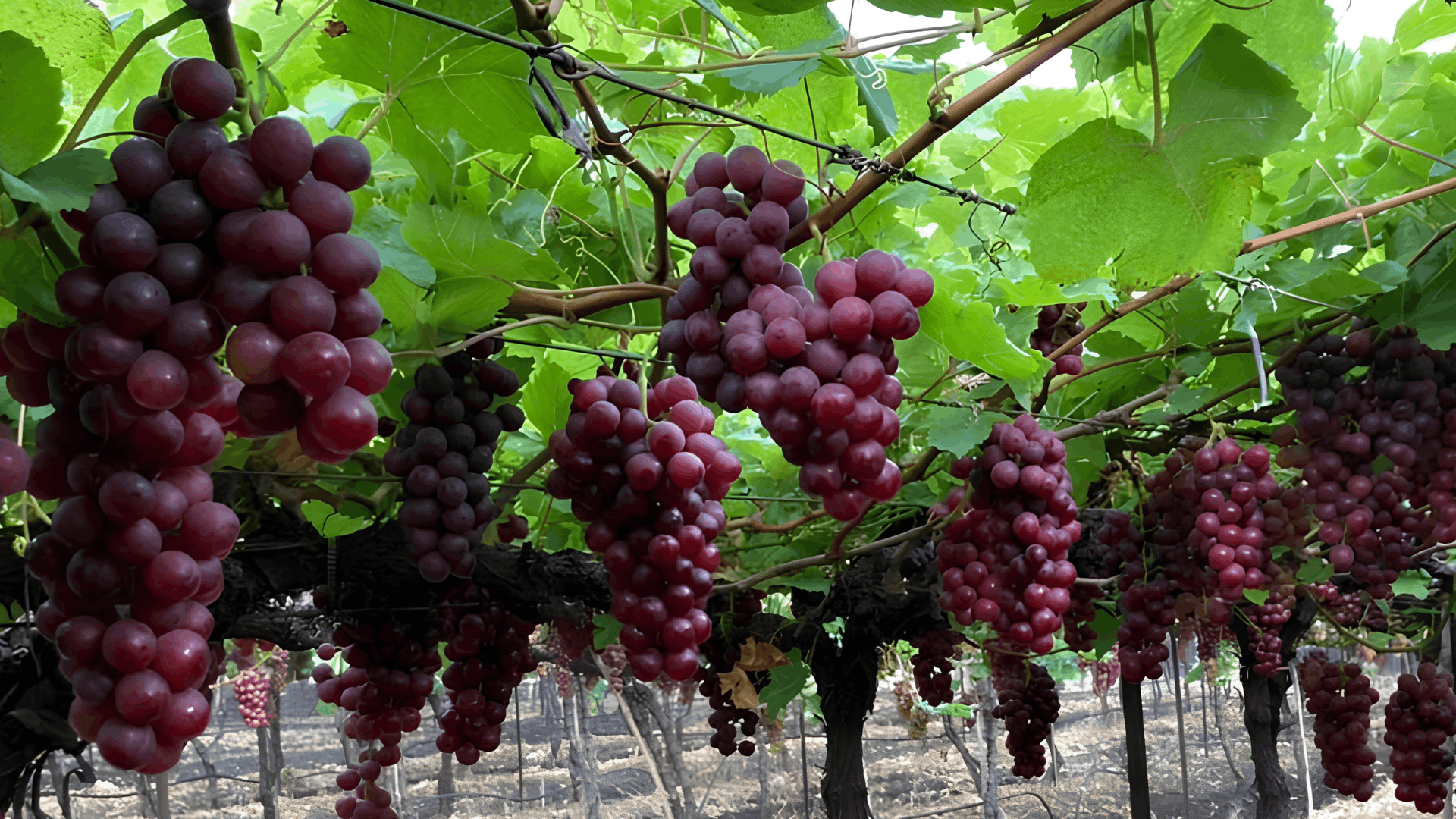 clusters of ripe red grapes hanging from vineyard vines beneath lush green leaves stretching in neat rows across the field