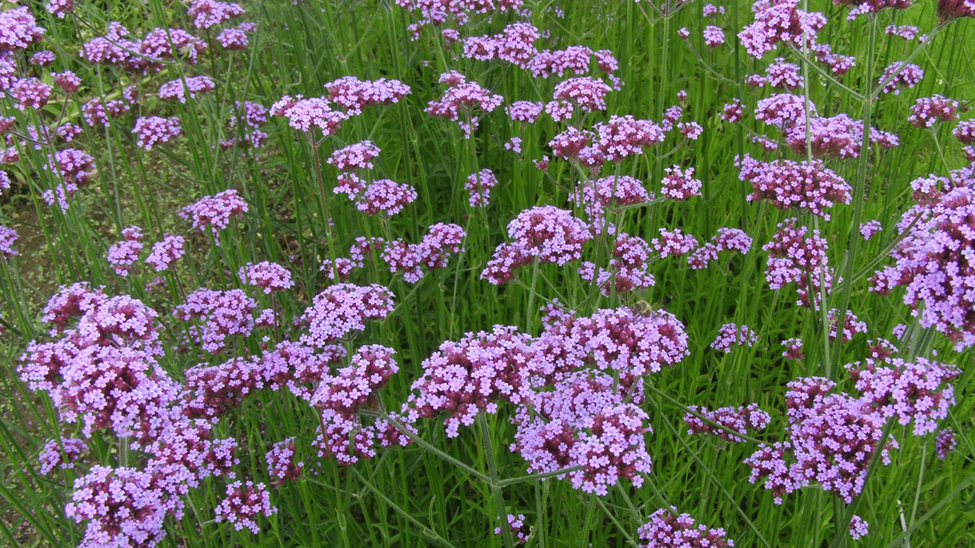 clusters of small pink verbena flowers blooming on tall slender stems above green foliage creating a soft colorful garden display