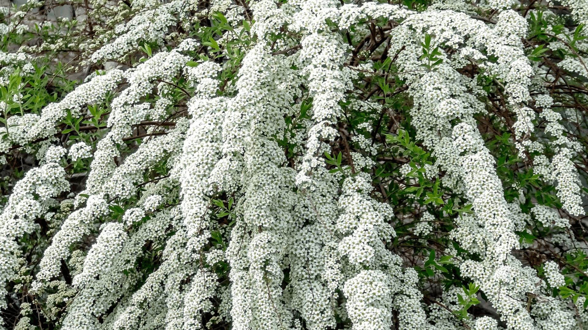 clusters of small white blossoms covering leafy branches in a flowering spring shrub (1)