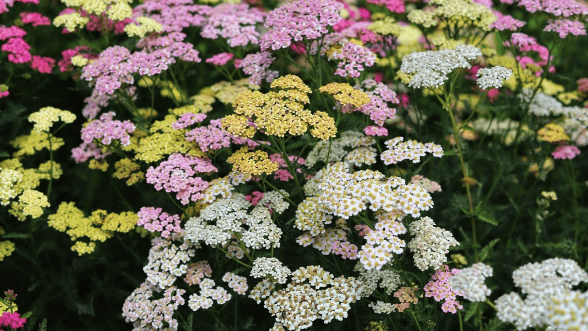 clusters of tiny yarrow flowers blooming on flat topped stems against a soft green background in a sunny garden