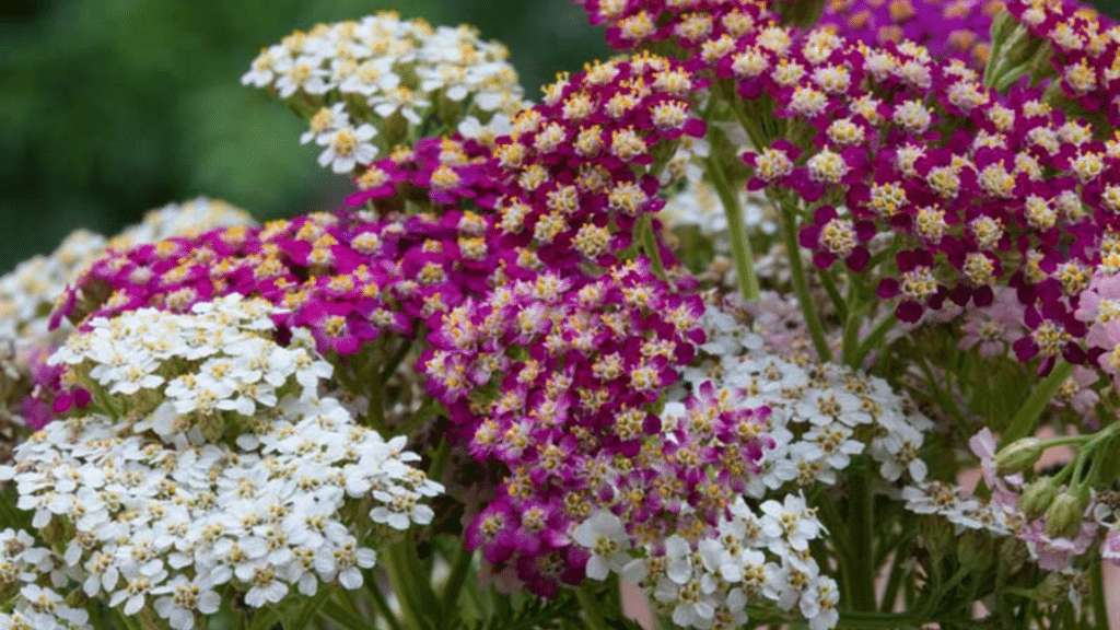 17 Rabbit Resistant Plants to Protect Your Garden clusters of white and deep pink yarrow flowers blooming together with delicate petals creating a colorful garden display