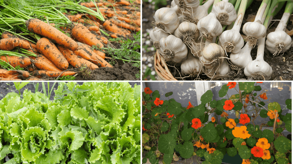 What to Plant with Tomatoes: 11 Best Companion Plants collage showing fresh carrots garlic lettuce and nasturtium plants growing in a vegetable garden setting