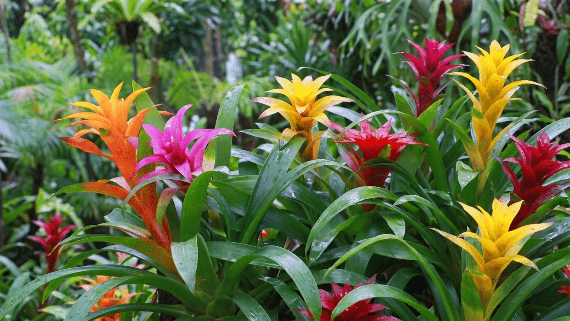 colorful bromeliad plant with vibrant central bloom in a decorative pot placed indoors