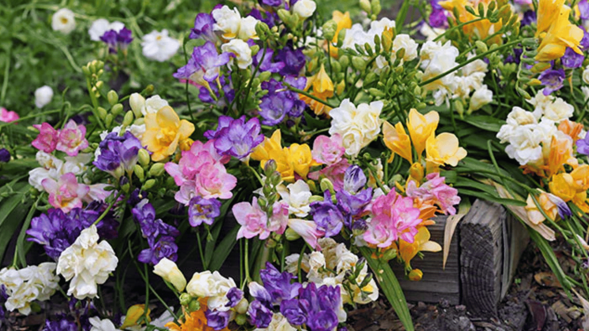 colorful freesia flowers blooming in a raised garden bed with purple pink yellow and white blossoms among green leaves