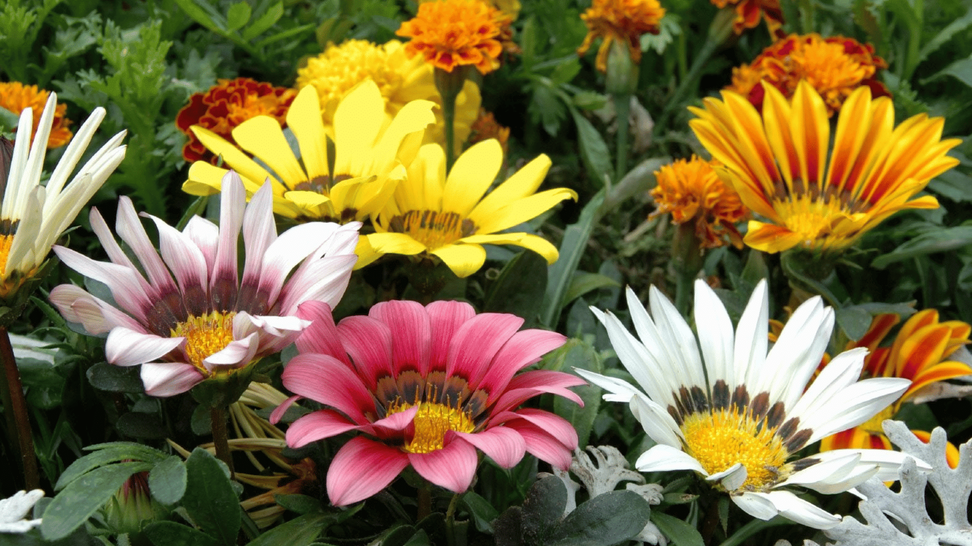 colorful gazania flowers blooming in white pink yellow and orange shades among lush green foliage in a vibrant garden bed
