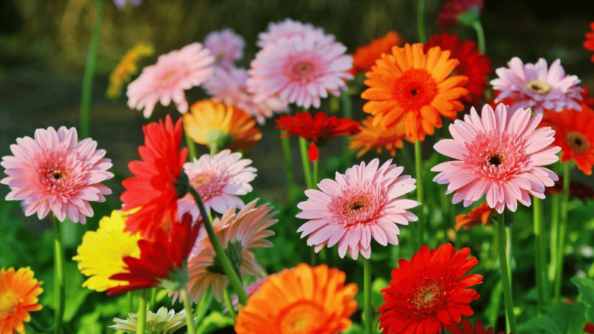 colorful gerbera daisies blooming in a vibrant garden with pink red orange and yellow flowers against lush green foliage