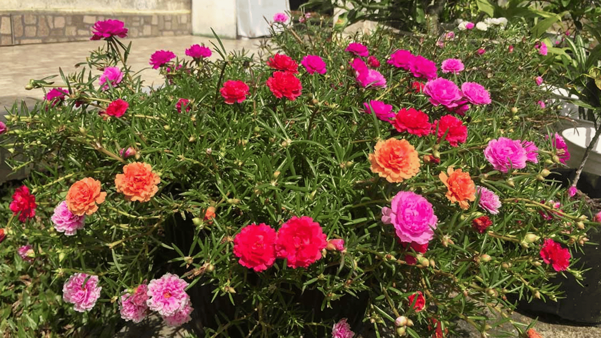 colorful moss rose flowers blooming in pink red orange and lavender shades with slender green foliage in a sunny garden setting
