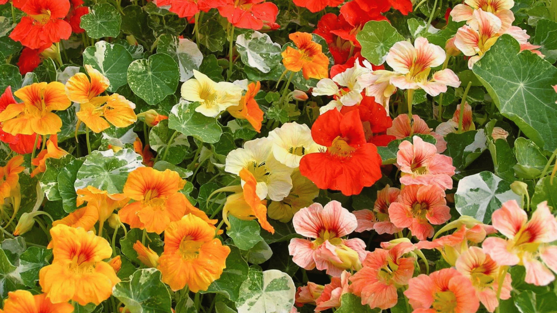 colorful nasturtium flowers blooming in shades of orange red yellow and peach with lush green leaves filling a vibrant garden bed