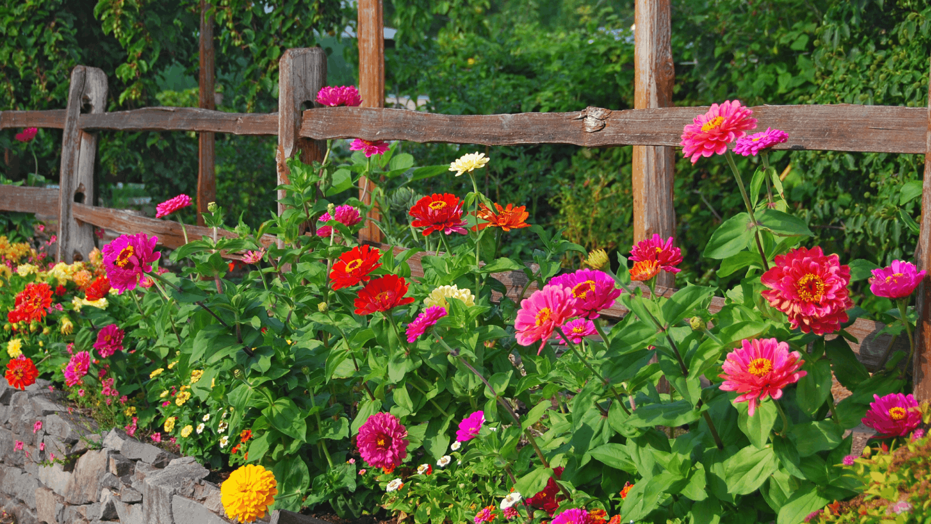 colorful zinnia flowers blooming along a stone garden border beside a rustic wooden fence with lush green trees in the background (1)