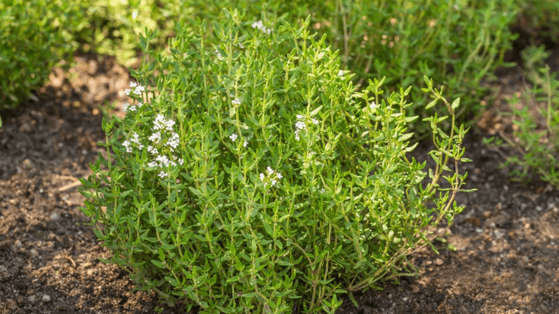 compact thyme plant with tiny bright green leaves spreading densely across soil in a healthy herb garden bed (1)