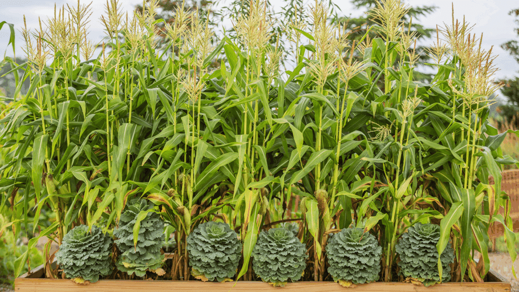 corn plants growing alongside leafy companion plants in a raised garden bed with green foliage