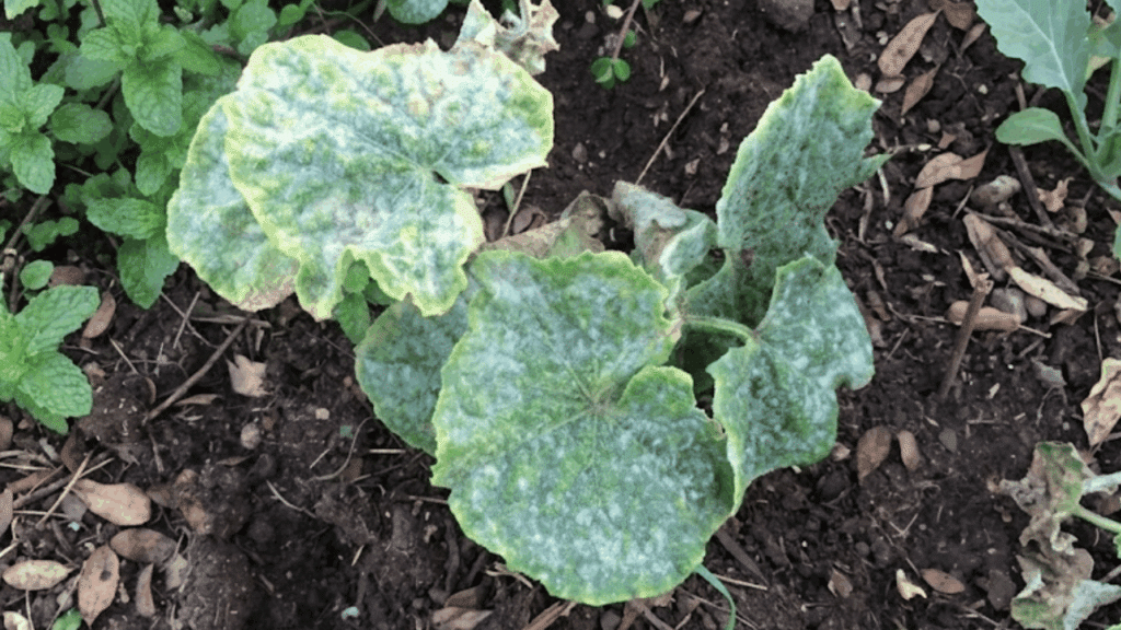 cucurbit plant with leaves covered in white powdery mildew showing yellowing curling and early decline growing in garden soil