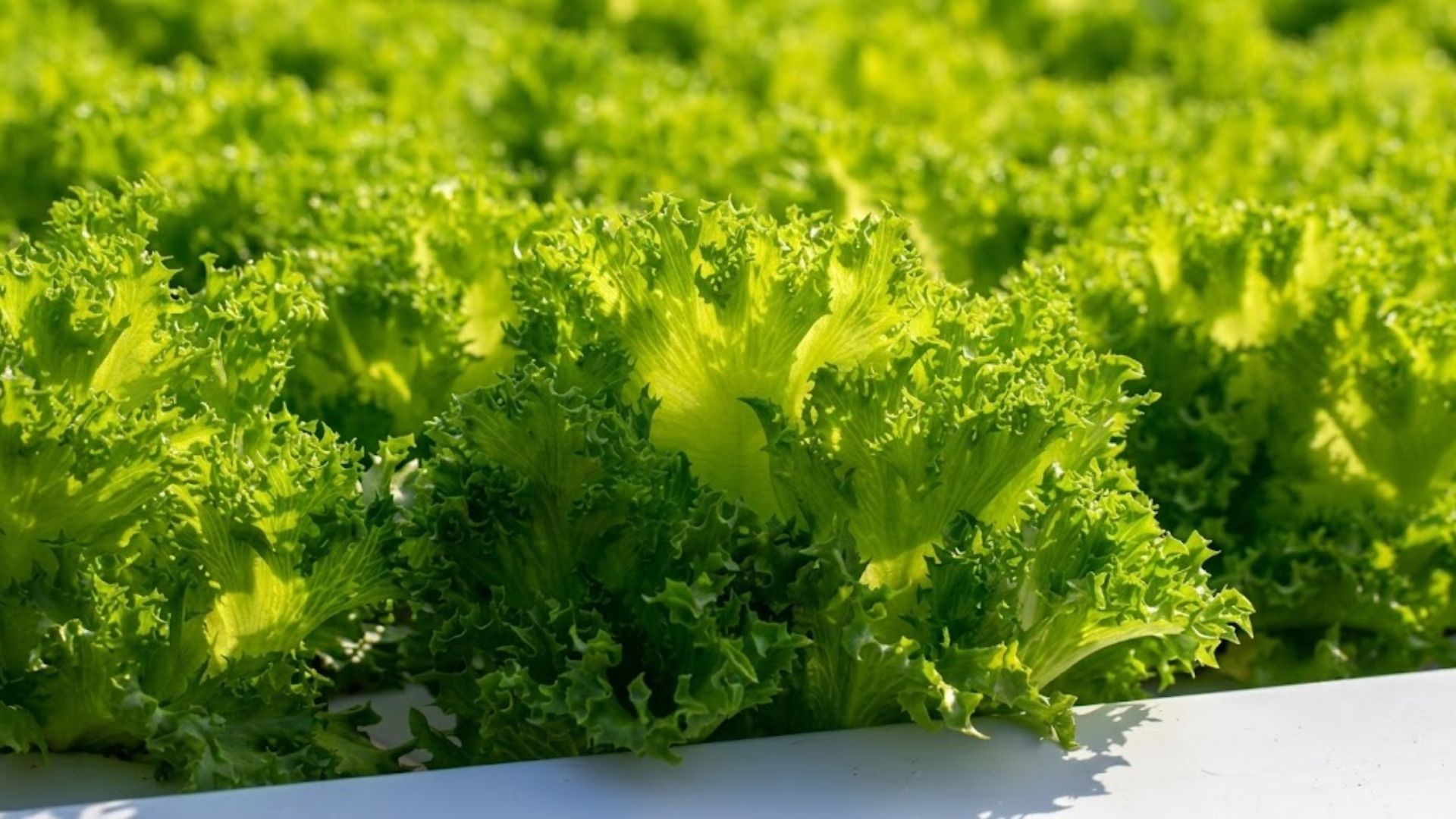 curly frisée lettuce growing in rows with bright green frilled leaves in a garden