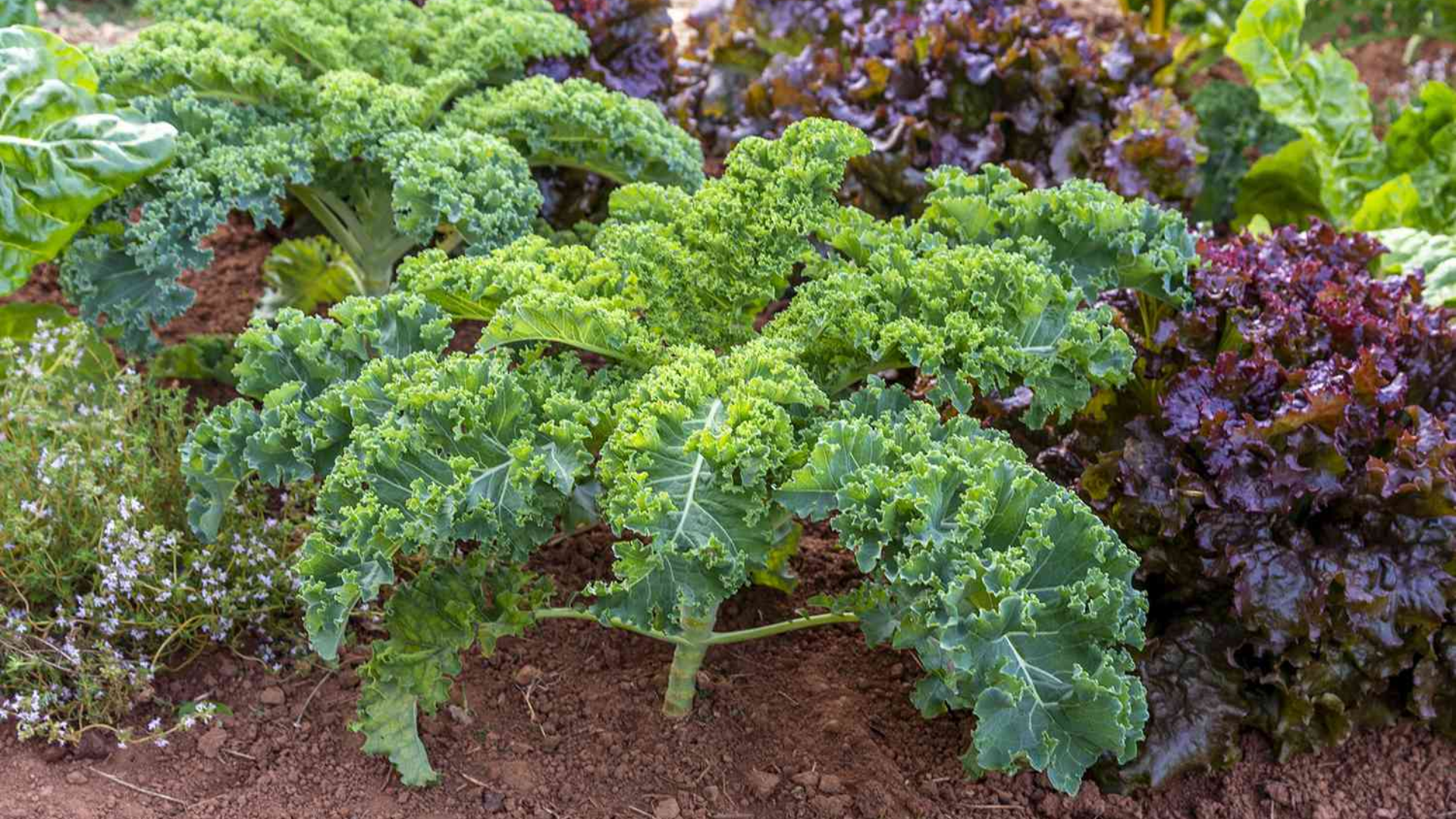 curly green kale plants growing in fertile garden soil surrounded by leafy vegetables in a well maintained garden