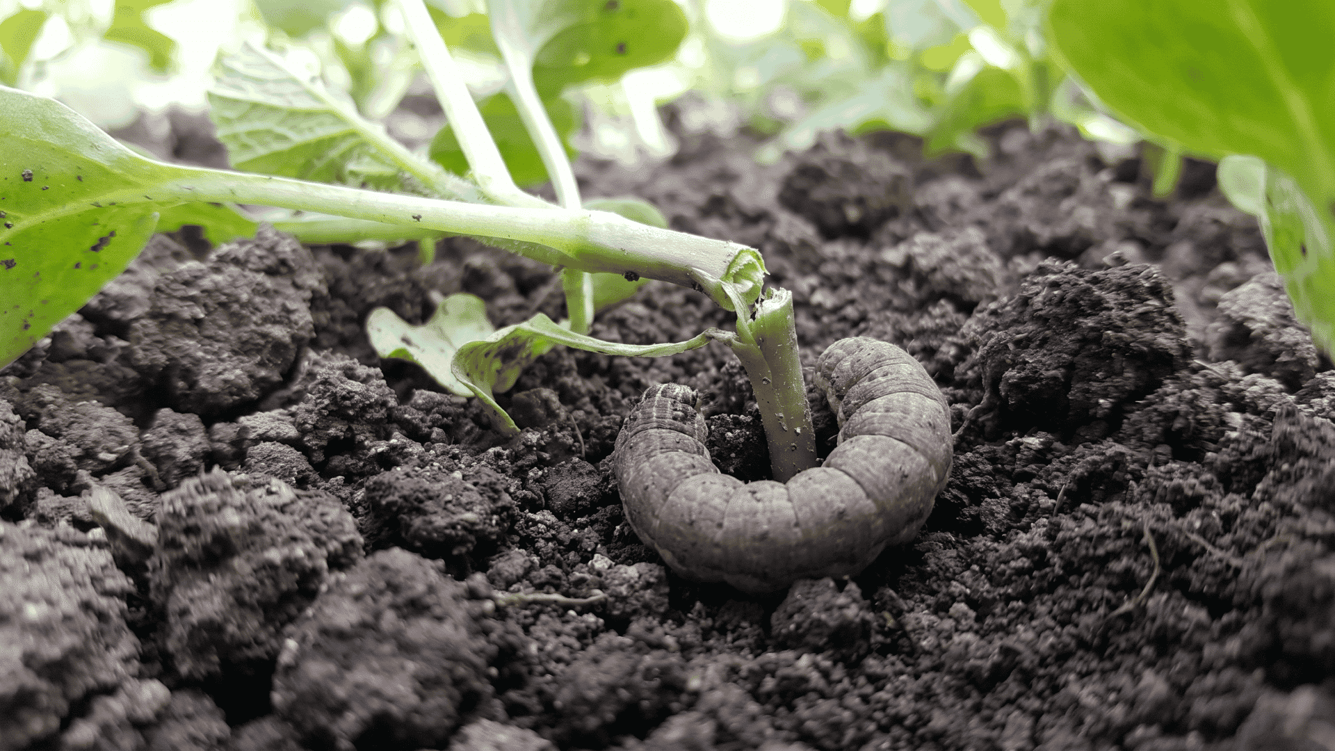 Curled gray-brown cutworm in soil beside a seedling clipped cleanly at ground level.