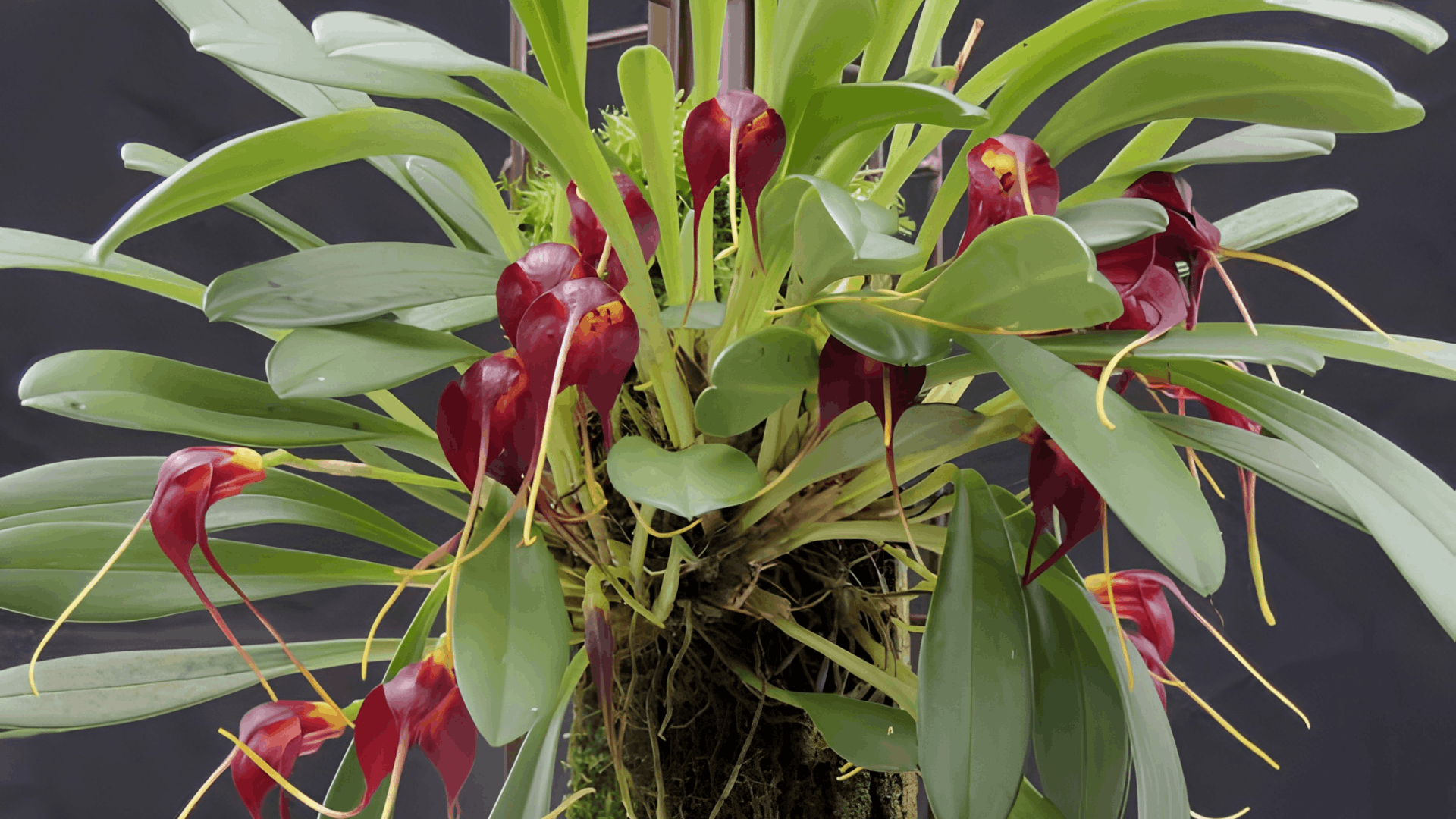 dark red orchid flowers hanging beneath broad green leaves on a mounted orchid plant displayed against a black background