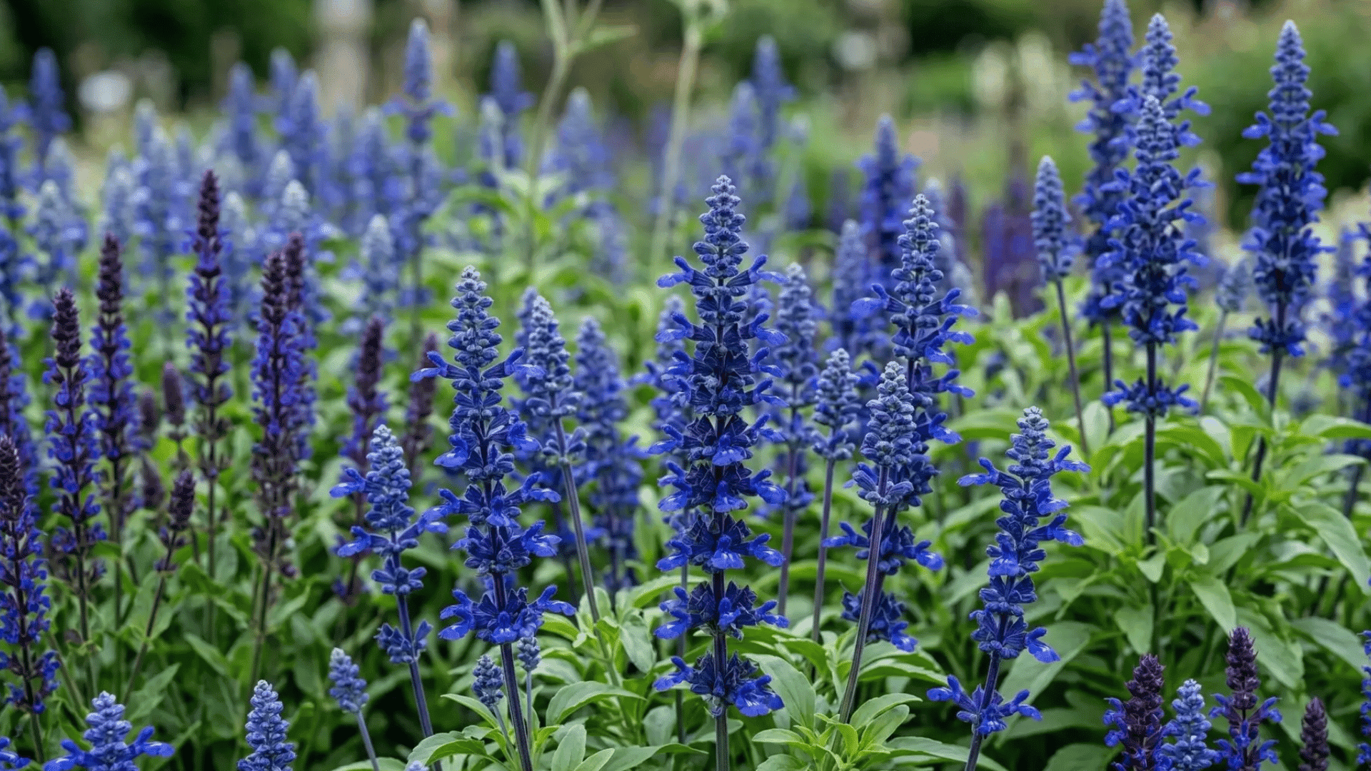 deep blue salvia flower spikes blooming densely in a lush garden with green foliage and softly blurred flowers in the background