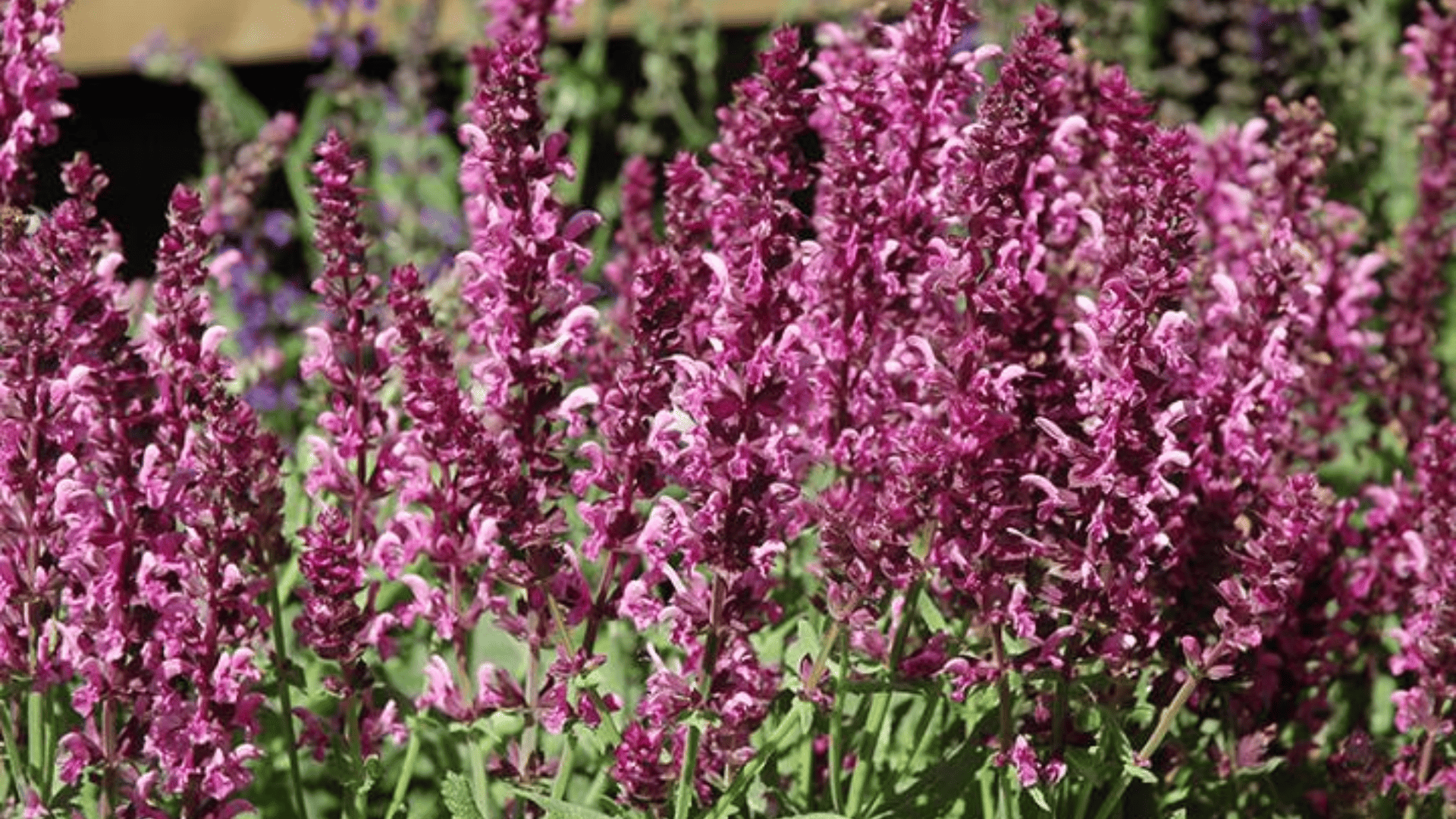 deep pink flowering spikes growing closely together in a sunny garden bed with green foliage beneath the blooms