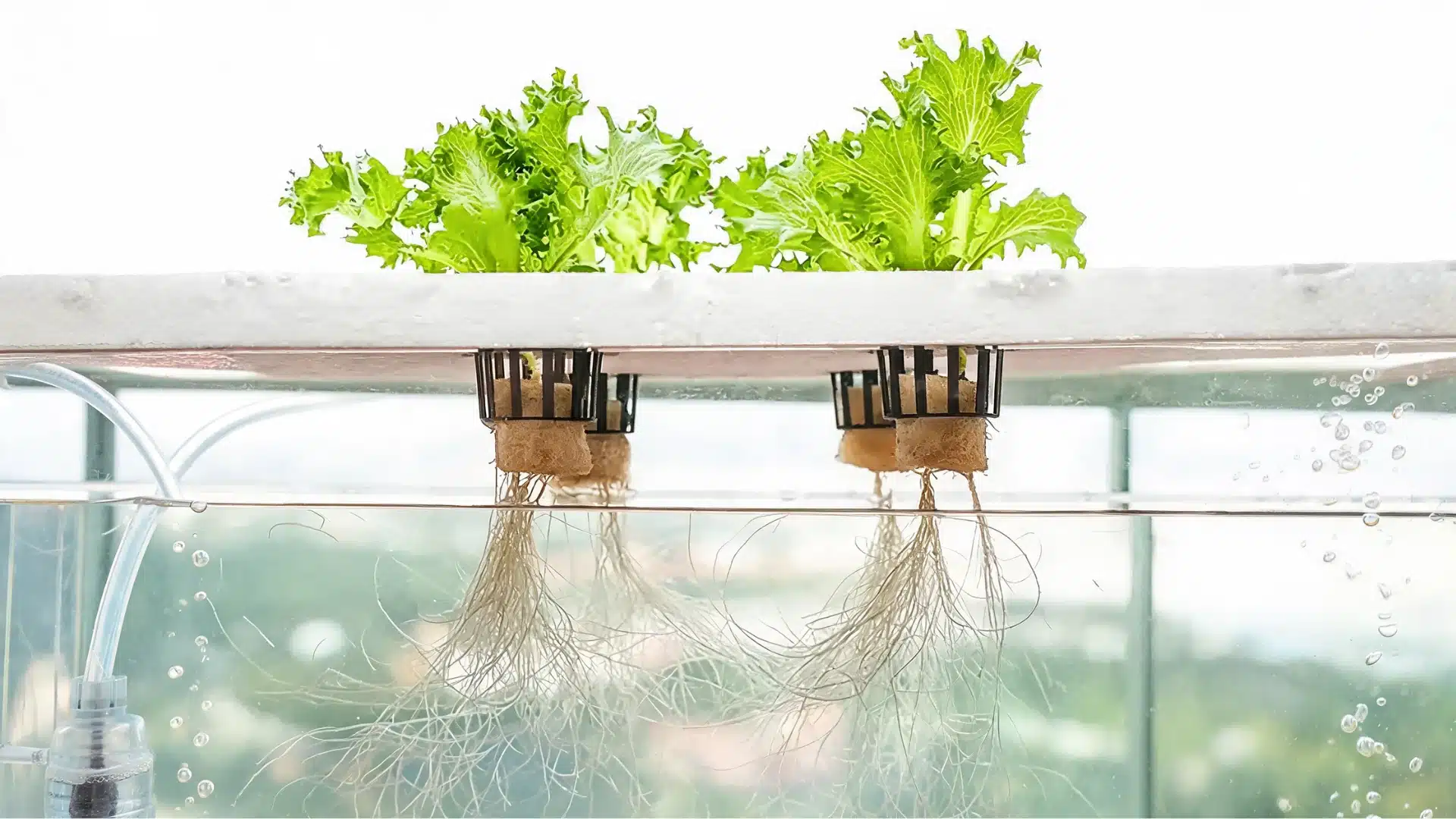 lettuce plants growing in a diy deep water culture hydroponic system with visible roots submerged in nutrient water
