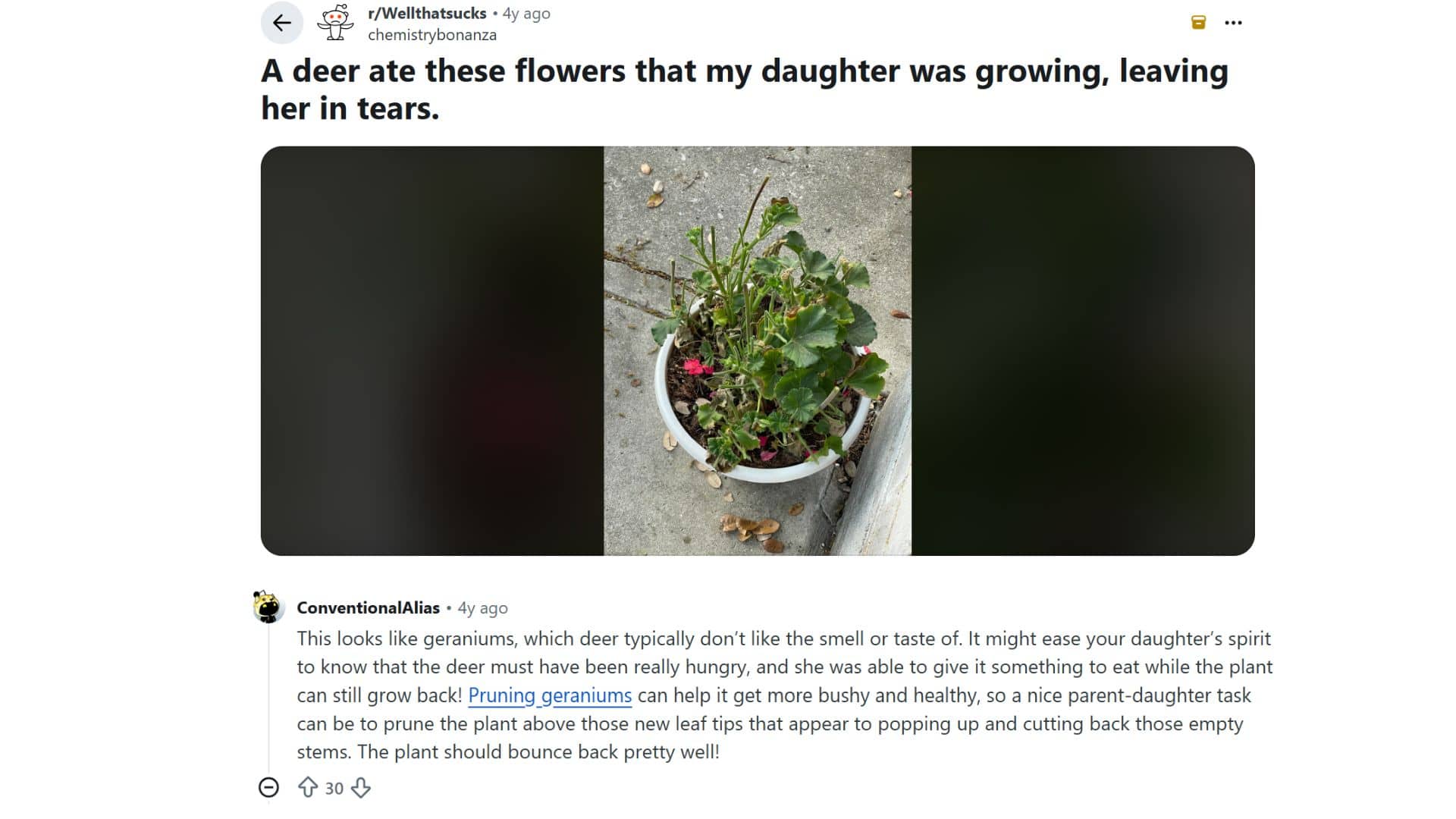 deer damaged geranium plant in pot shared on reddit showing that deer may occasionally eat deer resistant geraniums