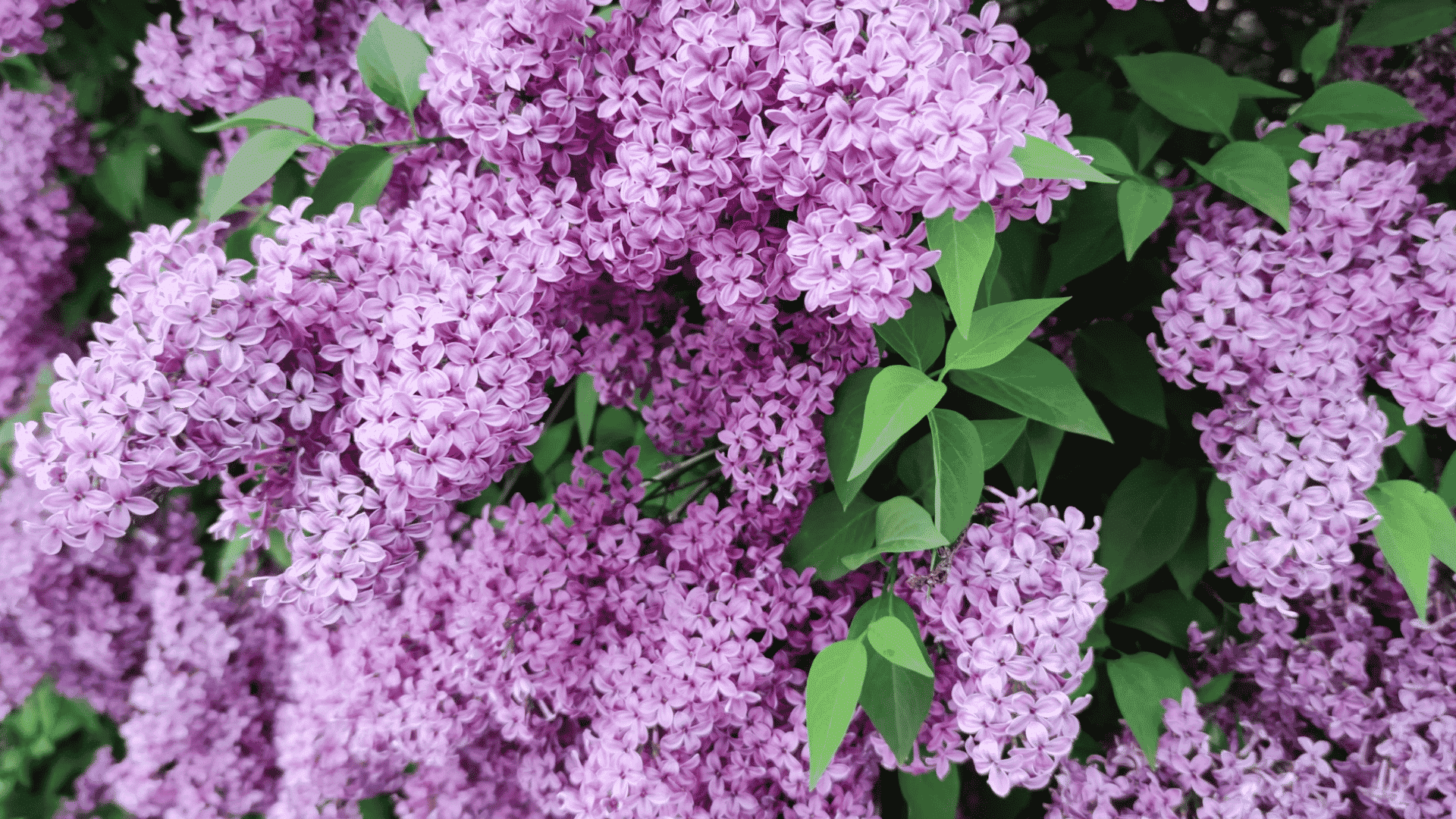 dense clusters of light purple lilac flowers blooming among fresh green leaves (2)