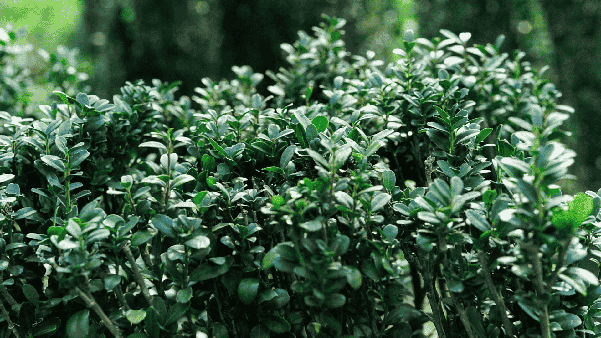 dense green boxwood hedge with glossy leaves growing in a sunlit garden setting