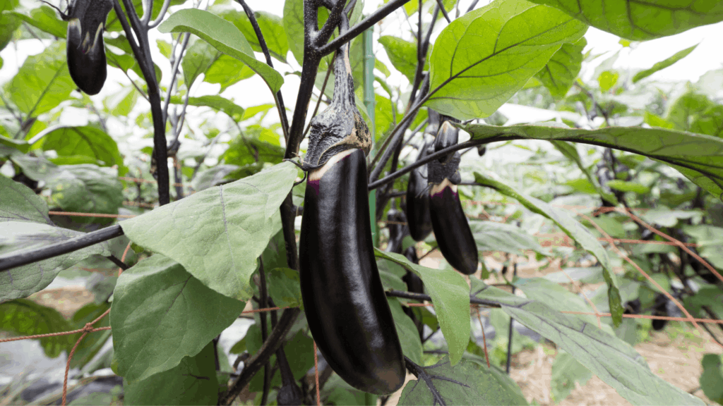 15 Eggplant Companion Plants to Grow Together eggplants growing on healthy green plants in a garden with ripe purple fruit hanging beneath broad leaves in natural sunlight