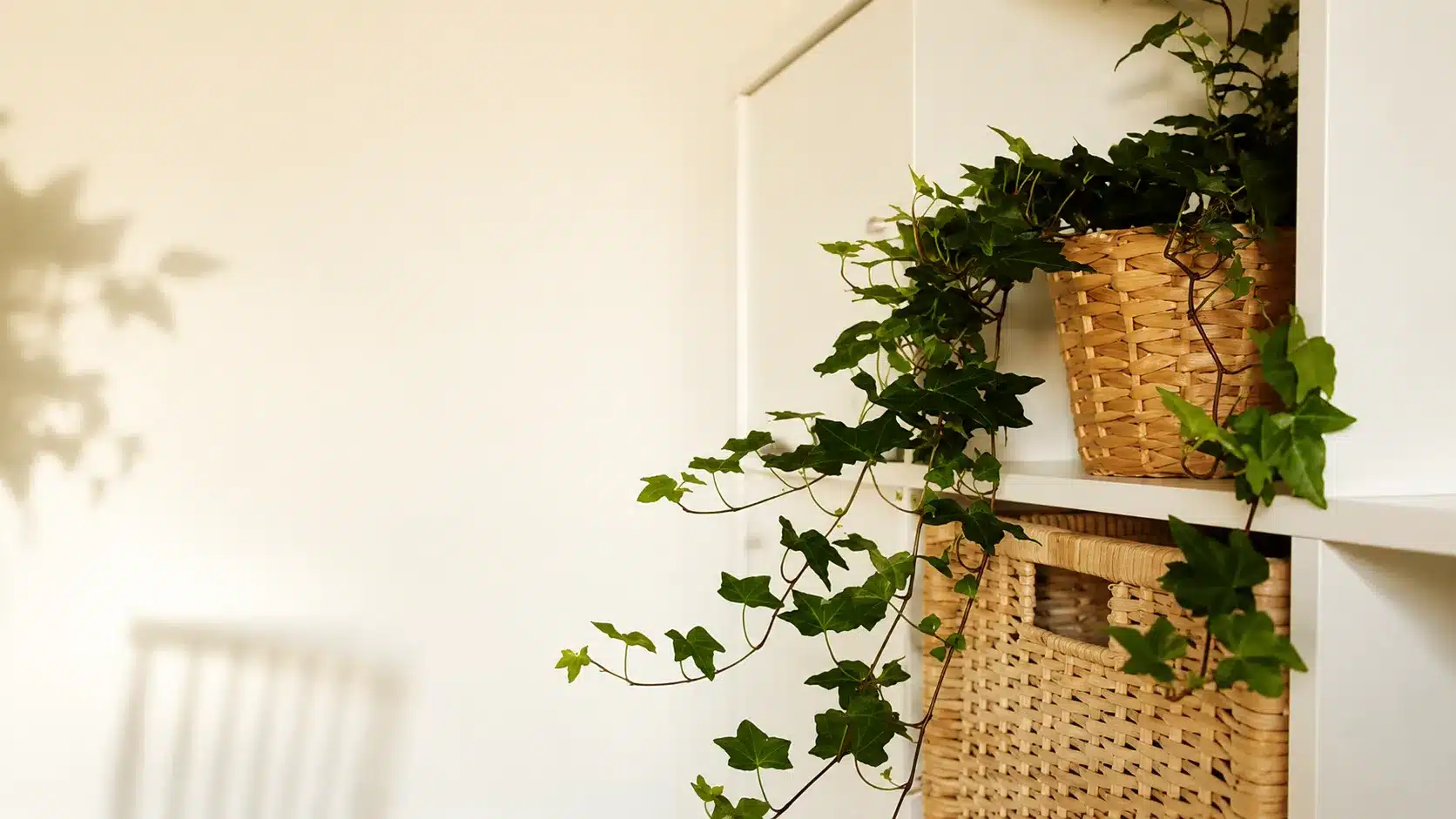 Trailing English ivy in a woven hanging basket