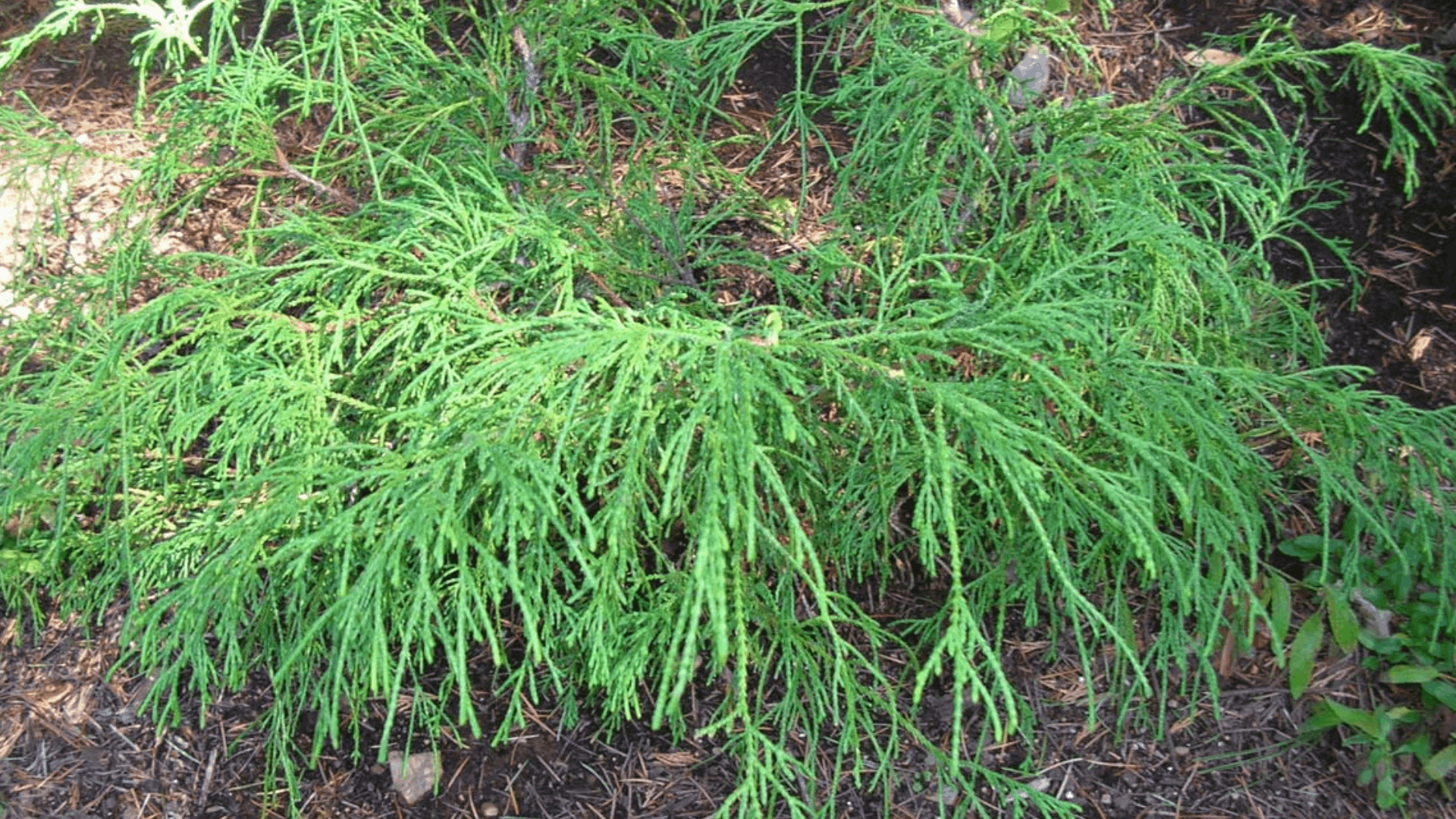 false cypress shrub with soft feathery green foliage spreading low across mulched garden soil beneath (1)