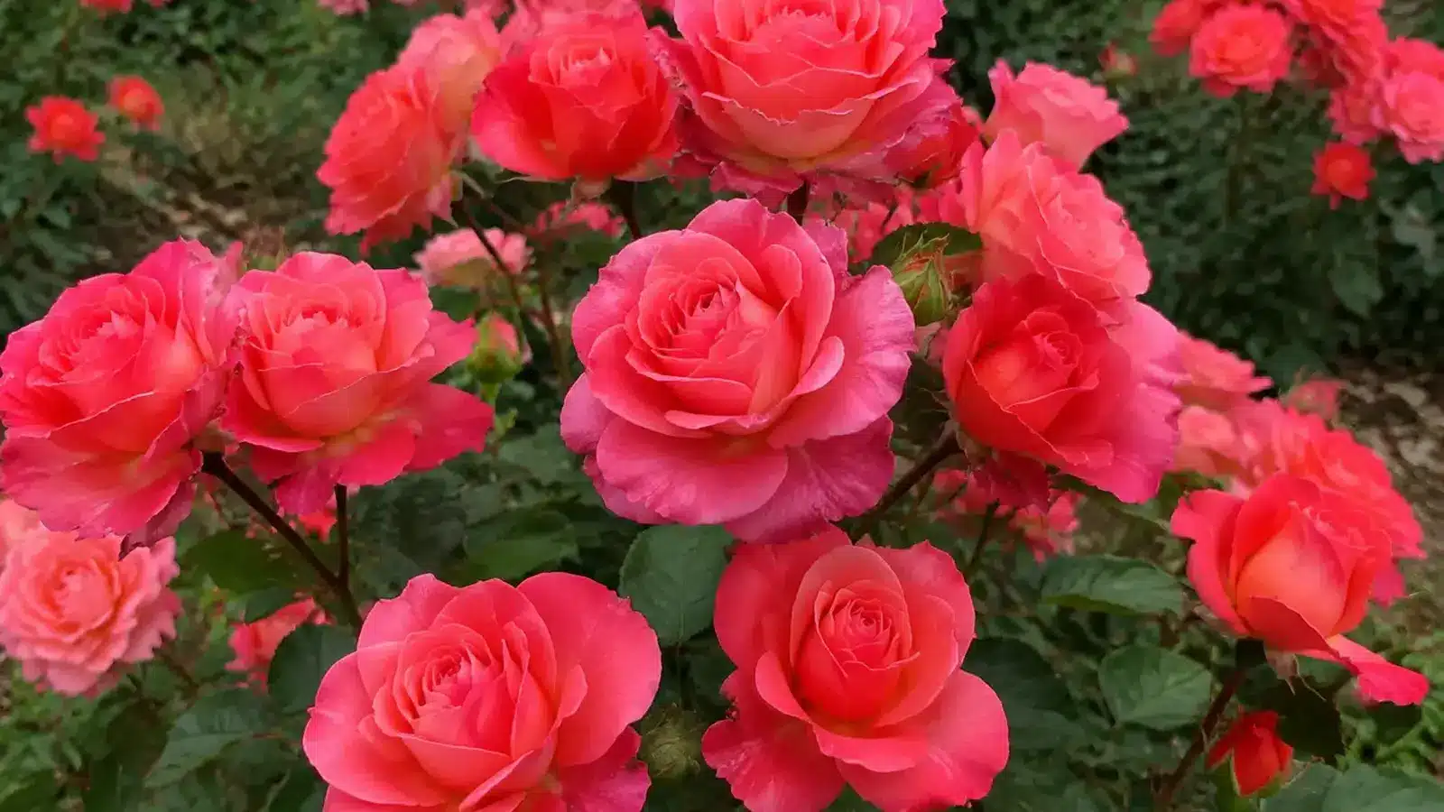 clusters of bright pink floribunda roses blooming among dark green leaves in a garden