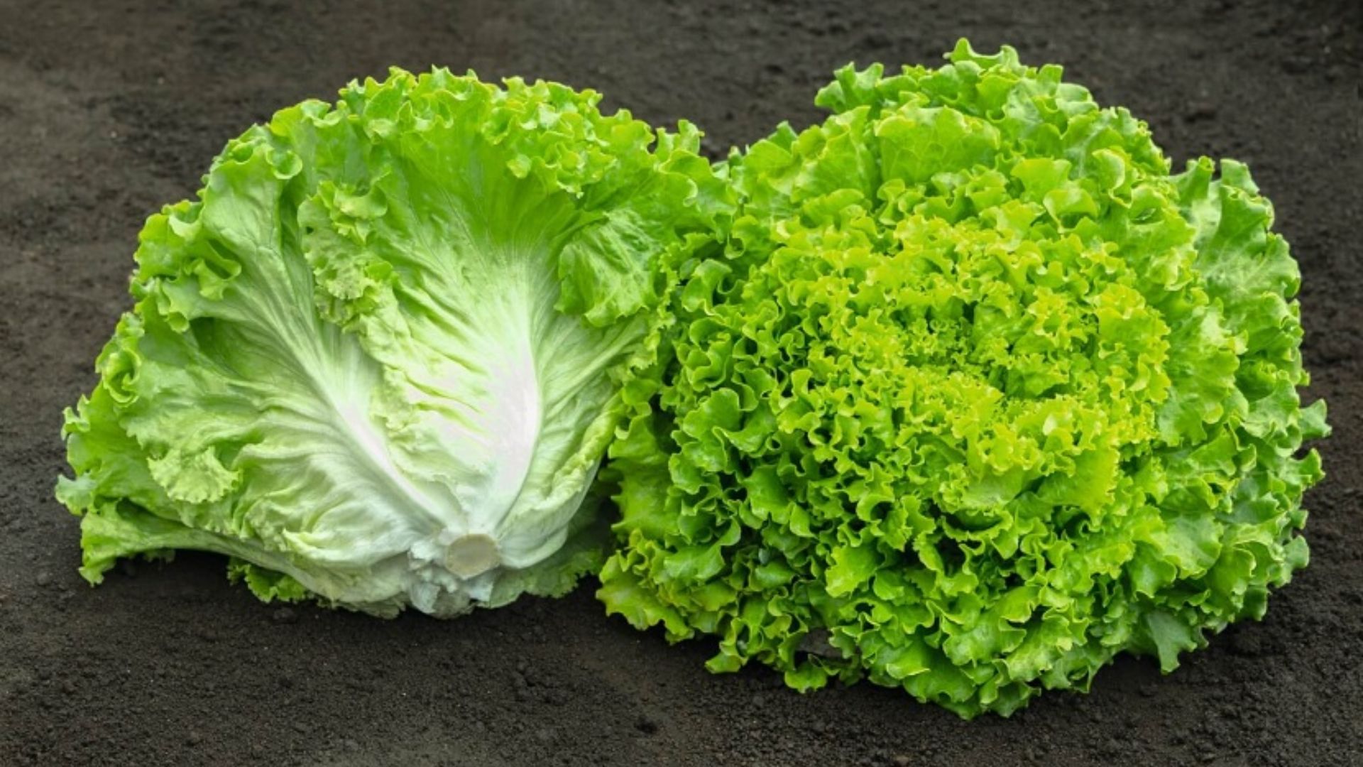 fresh batavia lettuce showing one whole head and one cut half with crisp curly bright green leaves on dark soil