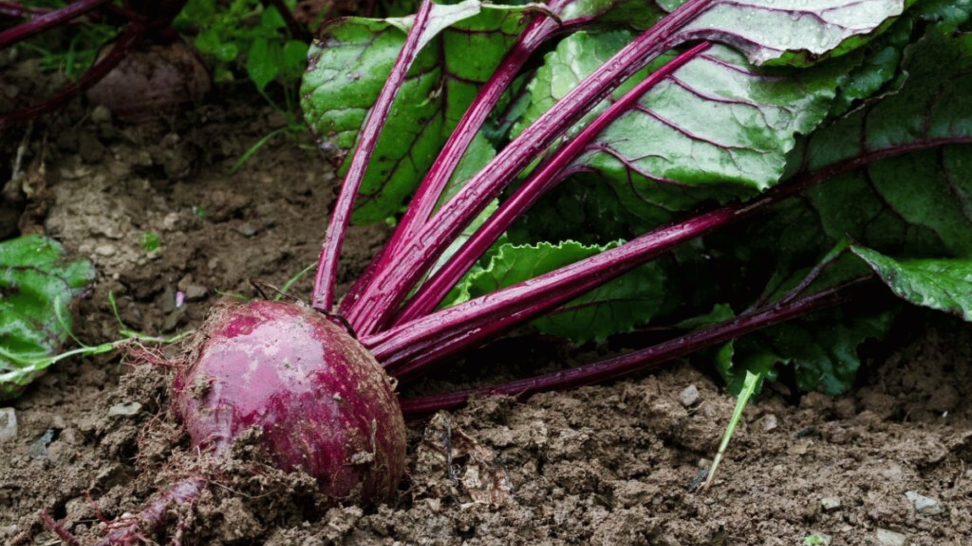 fresh beetroot growing in rich garden soil with deep red stems and broad green leaves showing a healthy root vegetable ready for harvest