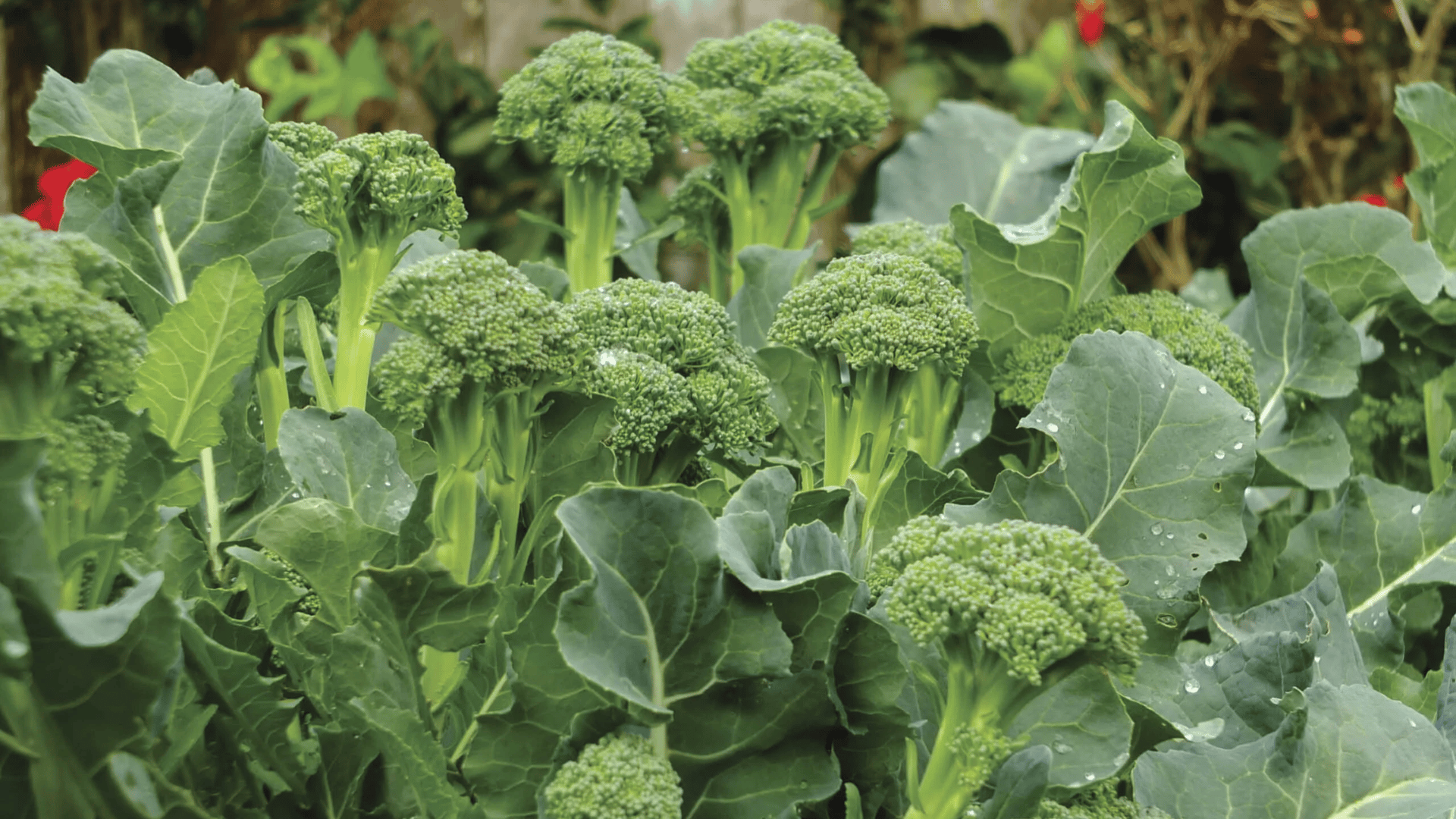 fresh broccoli heads growing in a garden surrounded by large green leaves showing healthy mature vegetables ready for harvest