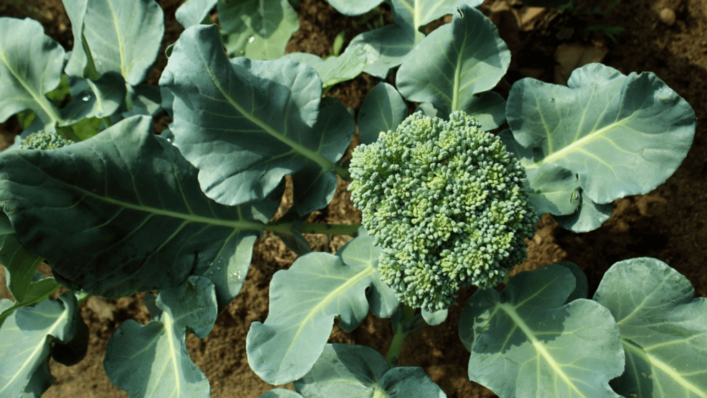 12 Best Broccoli Companion Plants for Healthy Growth fresh broccoli plant with a mature green head surrounded by broad healthy leaves growing in a thriving outdoor garden bed