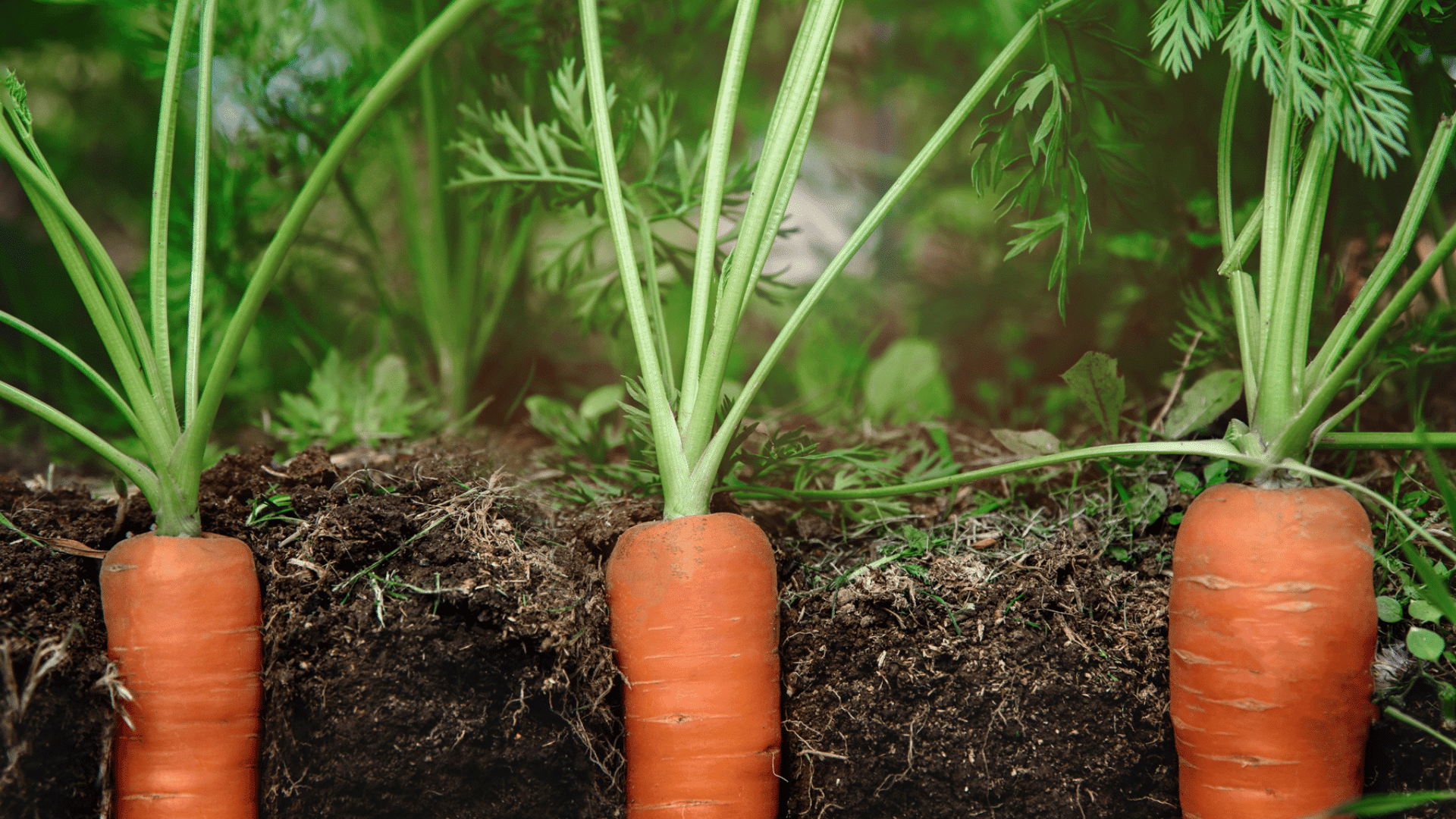 fresh carrots growing in rich garden soil with leafy green tops above the ground showing healthy root vegetables ready to harvest