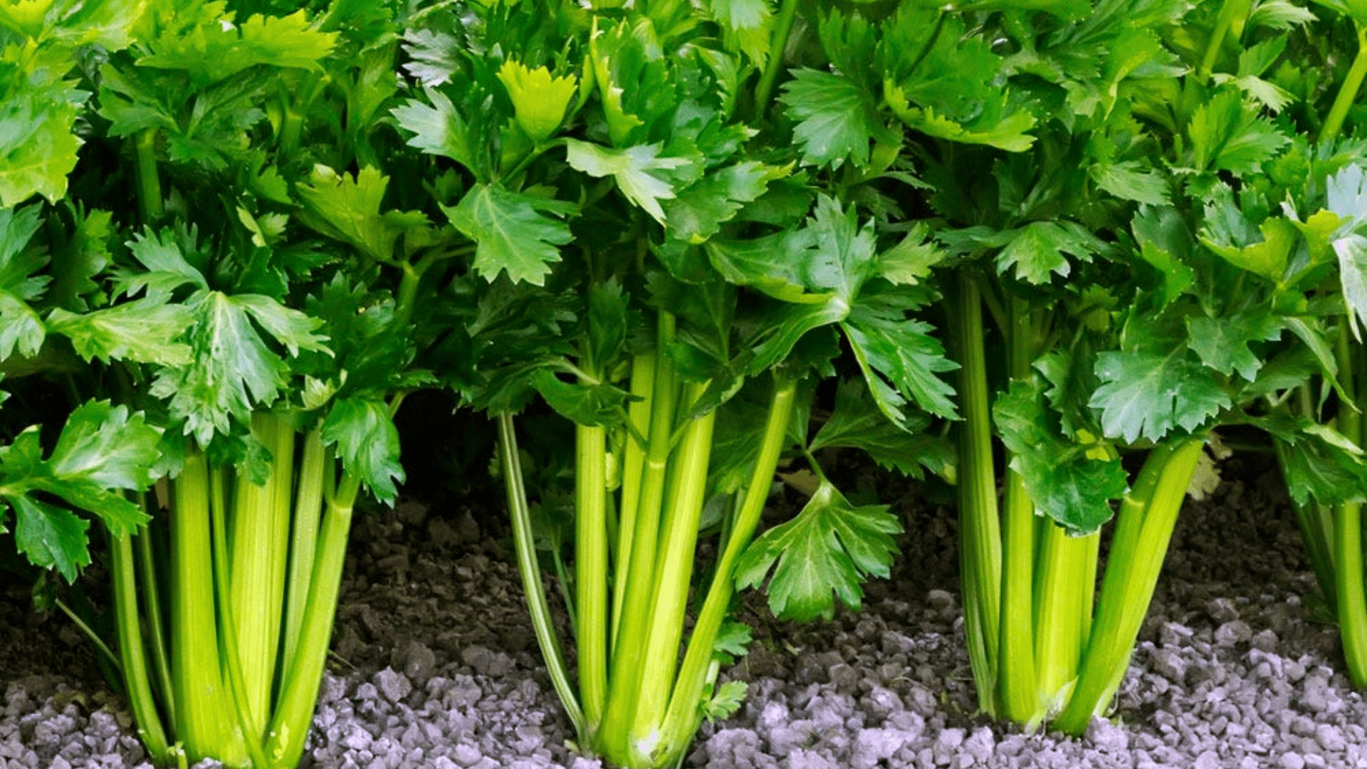 fresh celery plants growing in rich garden soil with crisp green stalks and leafy tops thriving in a healthy outdoor garden bed