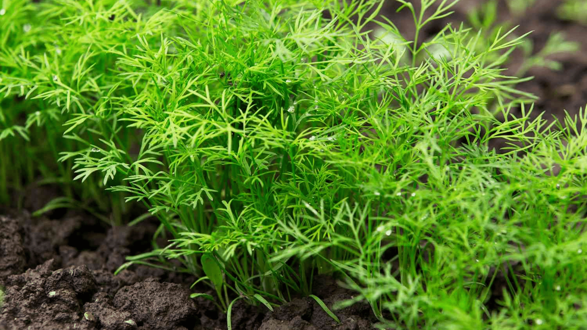 fresh dill plants growing densely in rich garden soil with delicate feathery green foliage thriving in a healthy outdoor garden bed