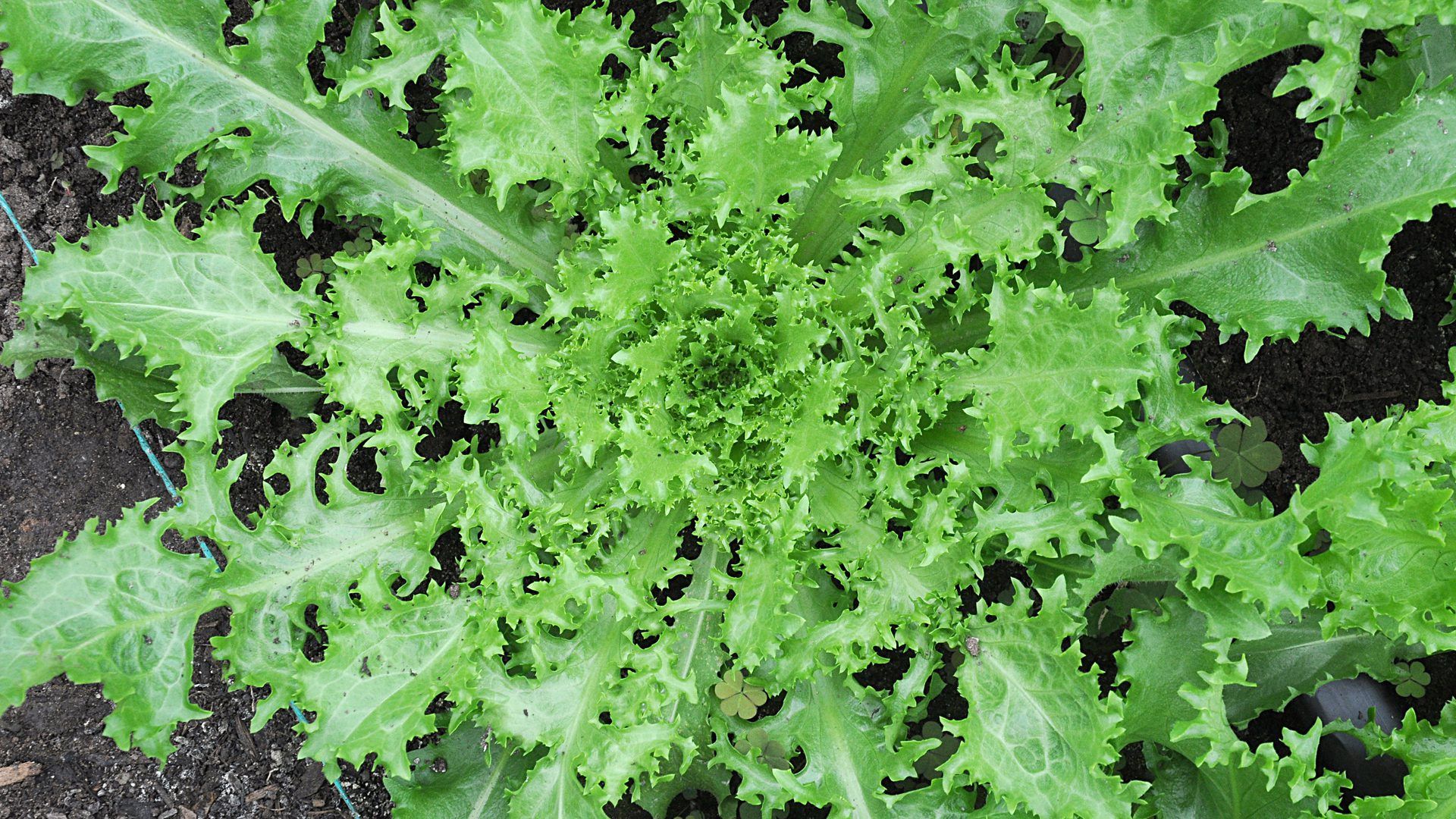 fresh endive growing in dark garden soil with deeply serrated bright green leaves spreading outward in a dense leafy rosette