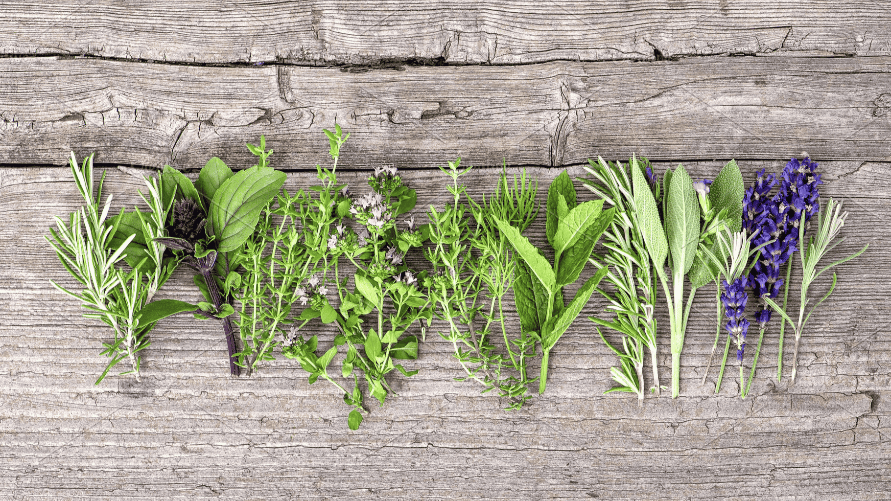 fresh garden herbs including rosemary basil thyme sage and lavender arranged on a rustic wooden surface (1)
