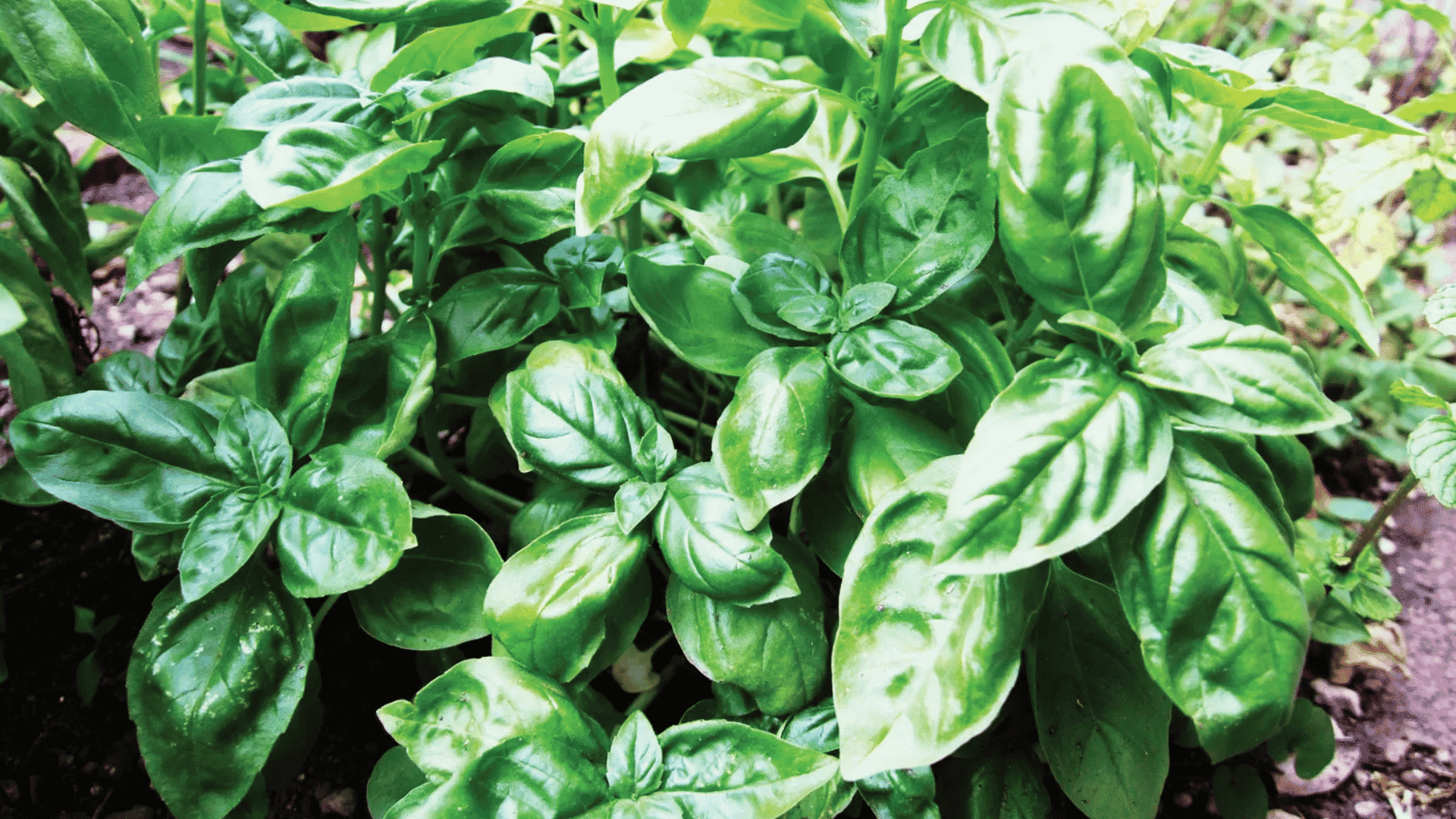 fresh green basil leaves growing on a healthy basil plant