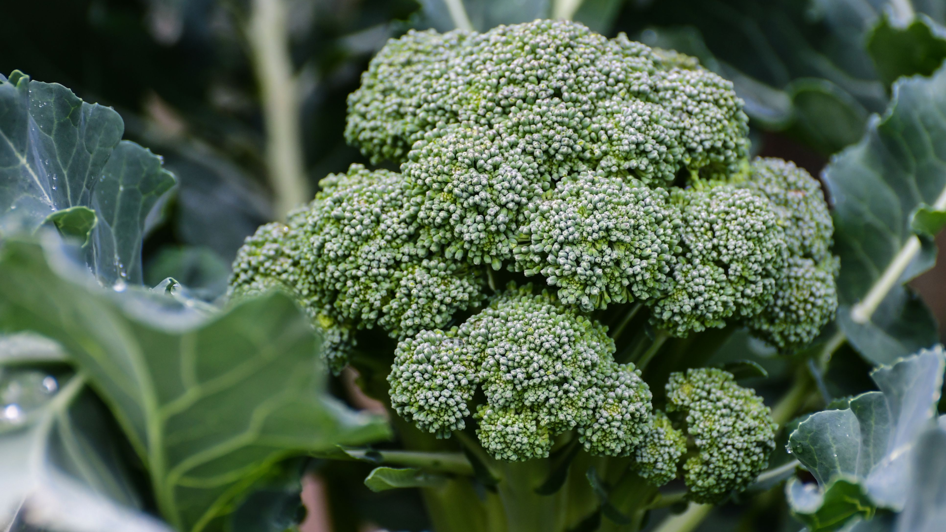 fresh green broccoli head growing on a sturdy plant surrounded by broad leafy foliage in a thriving vegetable garden