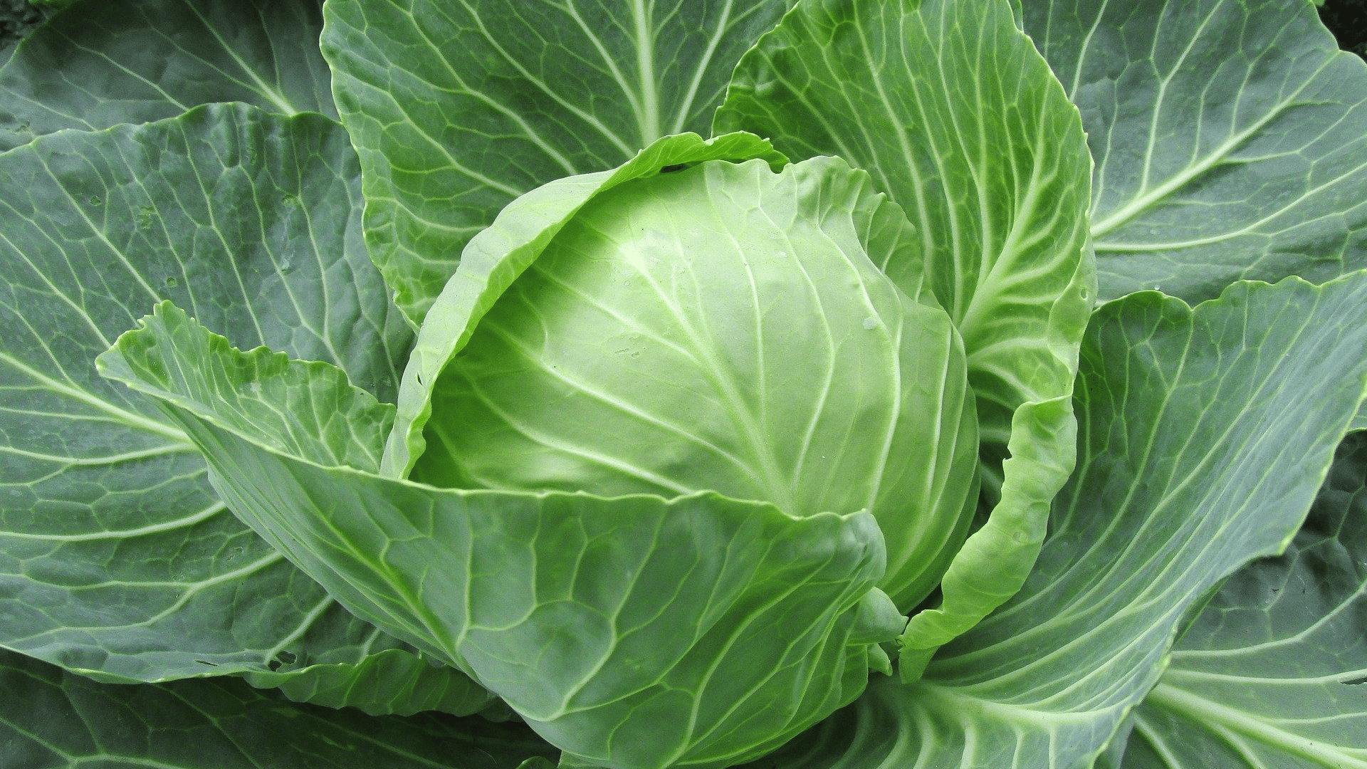 fresh green cabbage growing in a garden with broad layered leaves forming a firm healthy head ready for harvest