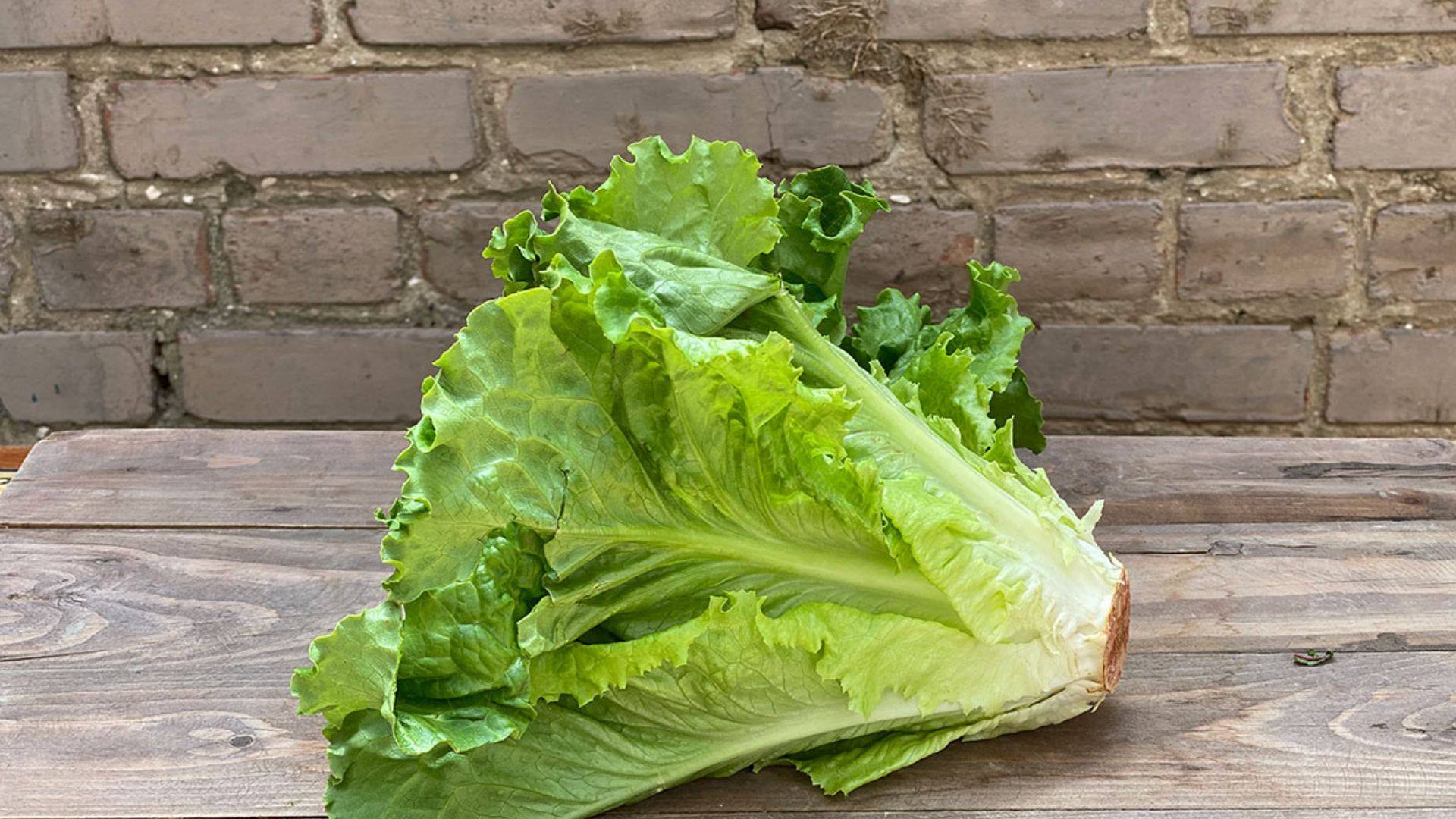 fresh green leaf lettuce with broad crisp green leaves and thick pale stems resting on a wooden table against a brick wall