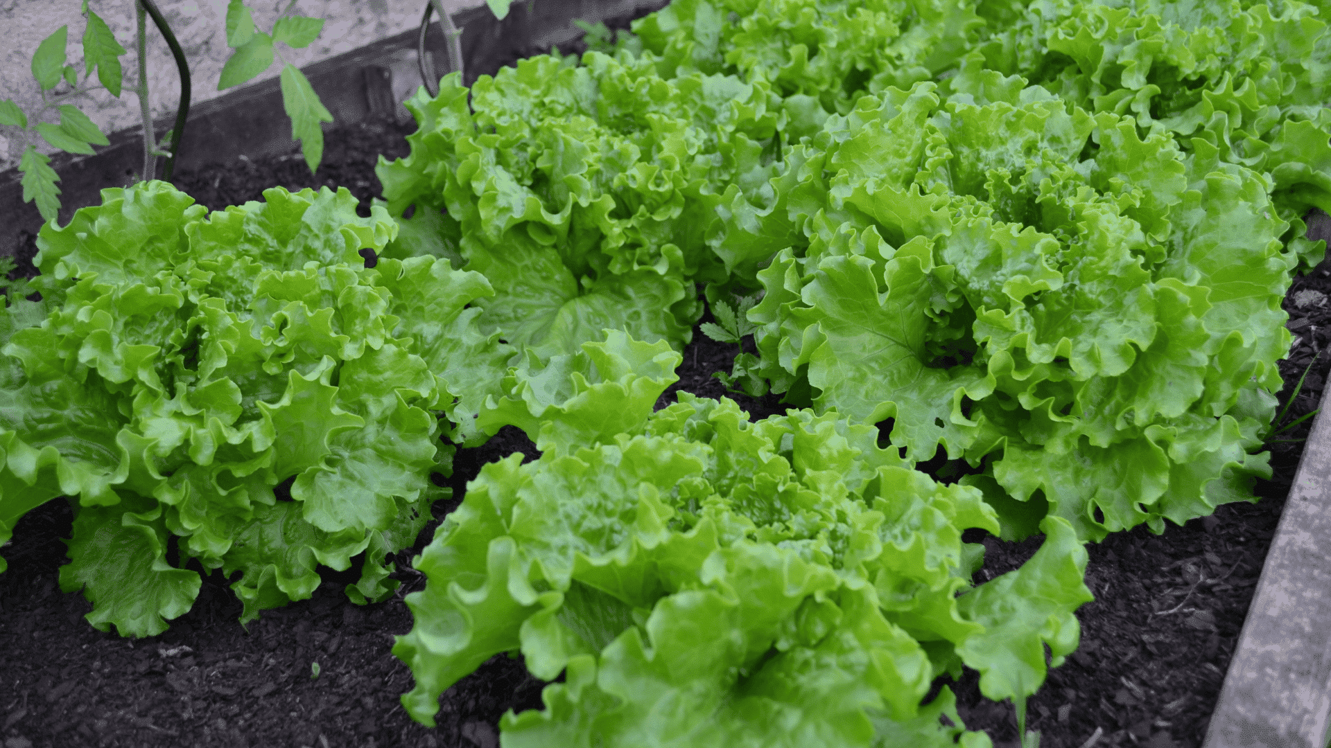 fresh green lettuce growing in a garden bed