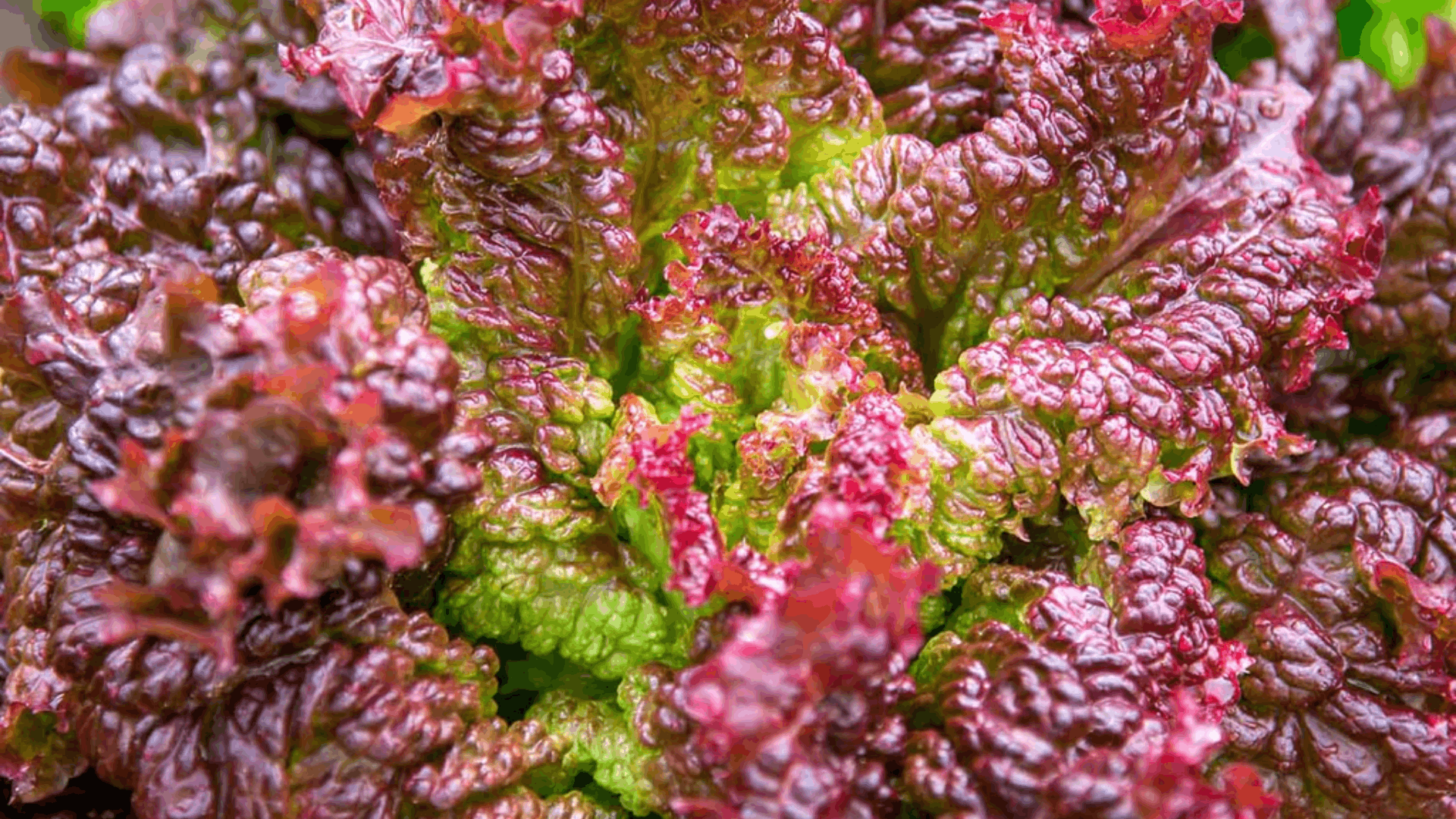 fresh green lettuce growing in garden soil with dense crisp leaves forming a full round head in natural daylight (1) (1)