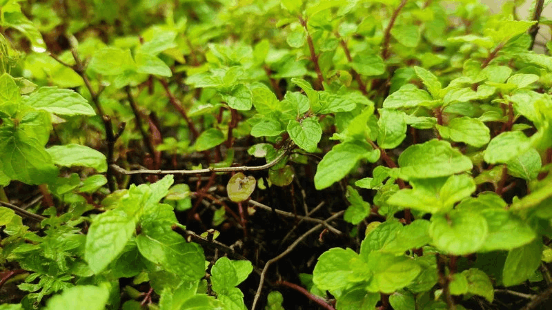 fresh green mint plants with vibrant leaves growing densely in rich garden soil forming a healthy aromatic herb patch