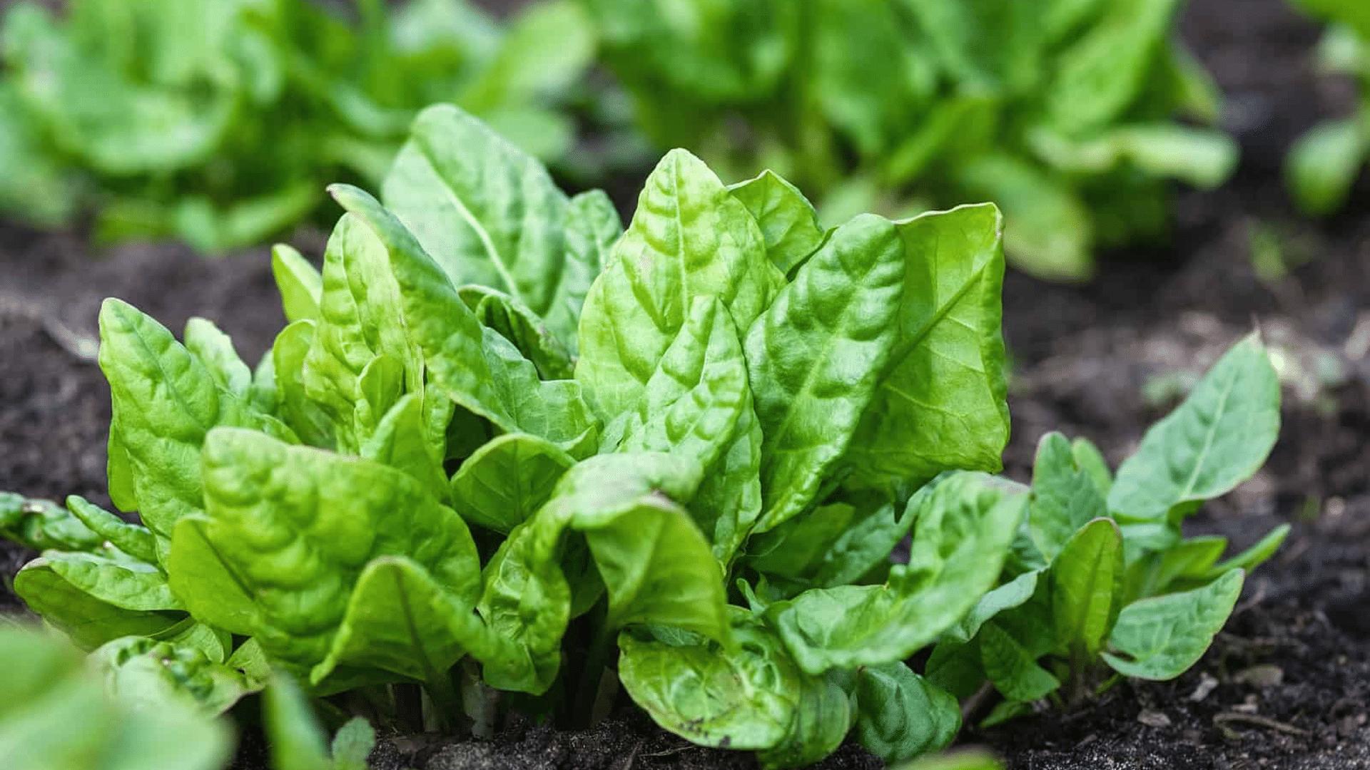 fresh green spinach leaves growing densely in rich garden soil with healthy vibrant foliage under natural outdoor sunlight