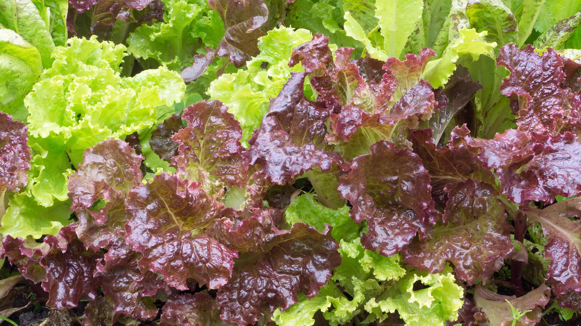 fresh loose leaf lettuce with vibrant green and deep red ruffled leaves growing closely together in a healthy garden bed